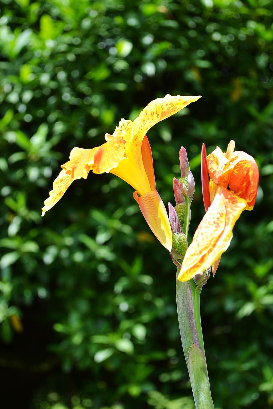 910x1365 HD wallpaper: yellow flower, flowers, nature, garden, peradeniya, sri lanka