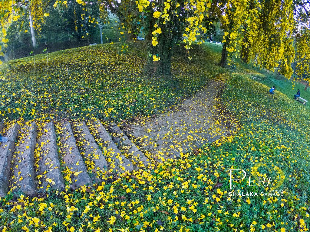 1024x768 Peradeniya Wallpaper