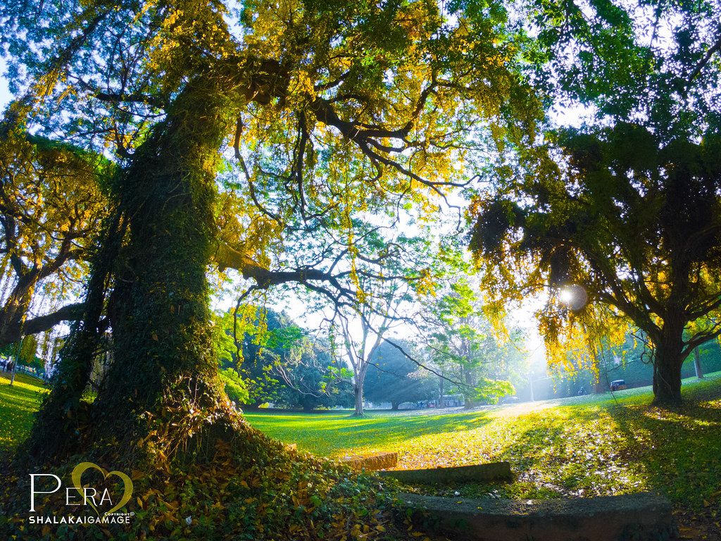 1024x768 University of Peradeniya Lanka. Copyright © Shalaka_G