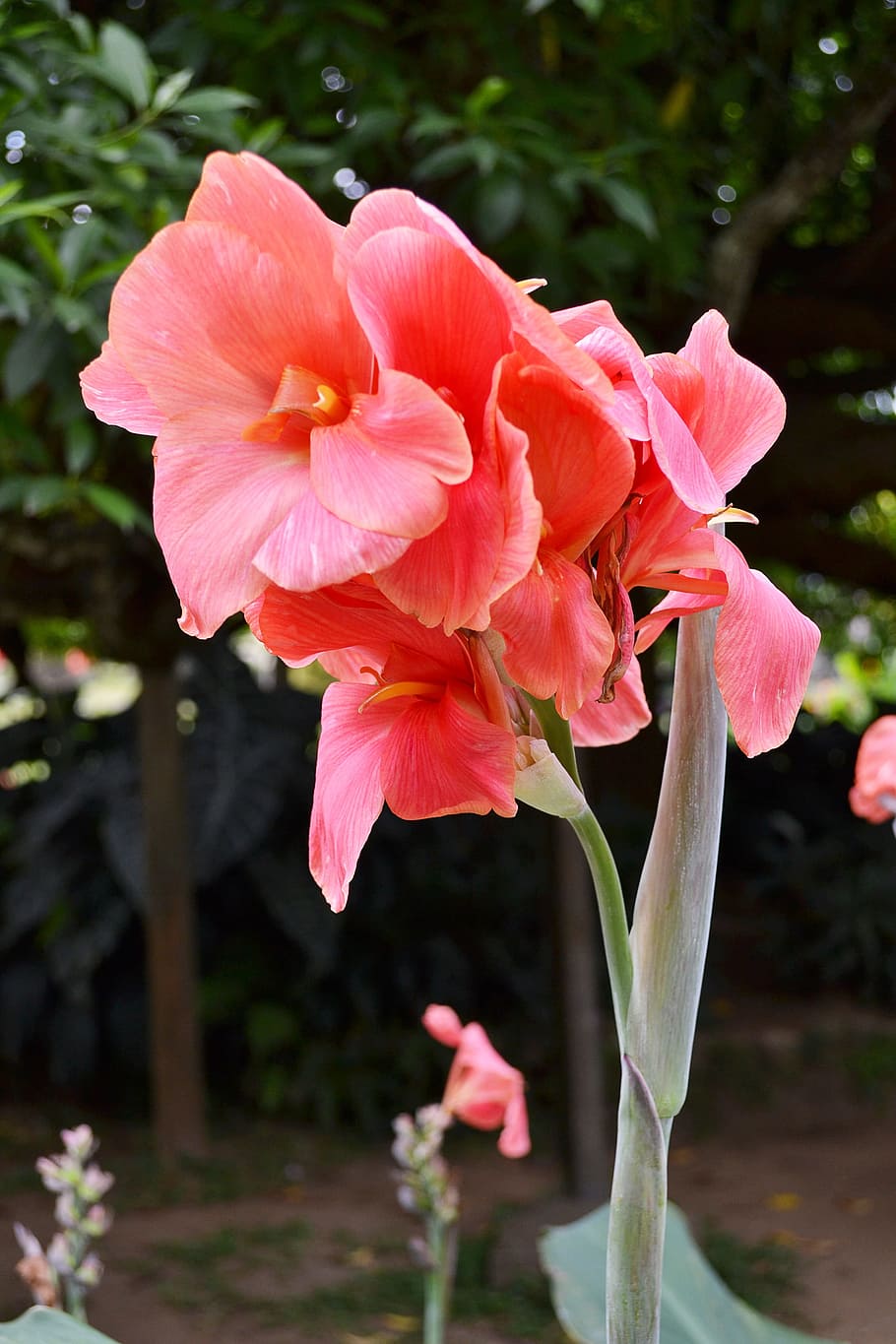 910x1365 HD wallpaper: Pink, Flower, pink flower, flowers, nature, garden, peradeniya