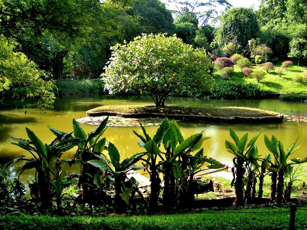 1024x768 Peradeniya Royal Botanical Gardens Is One Of The Largest Botanical Gardens In Sri Lanka, It Is Located In The Mediterranean Climate Of Kandy At 500 Meters Above Sea Level