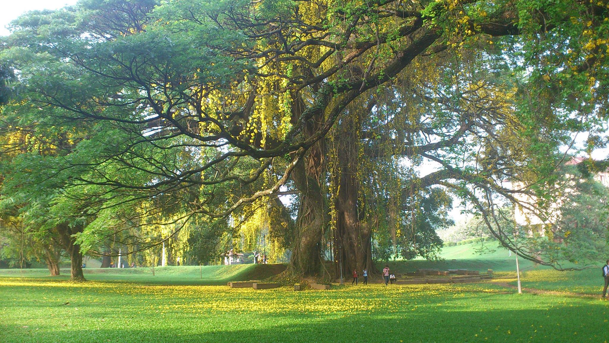 2048x1152 Free photo: Garden of Peradeniya, Garden, Green