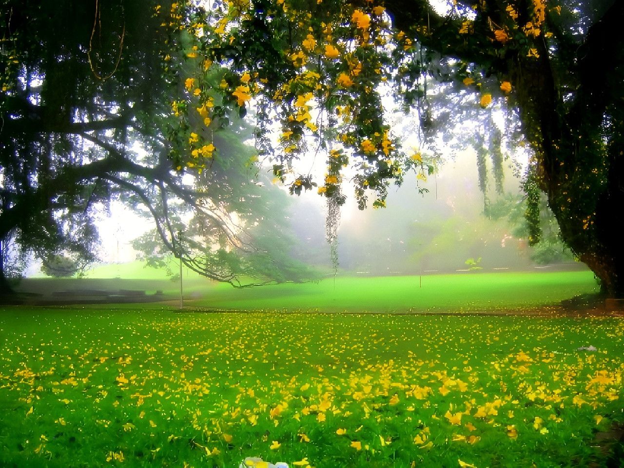 1280x960 University of Peradeniya. Studying in such a beautiful place, everyone is envious. Trip.com Yatinuwara