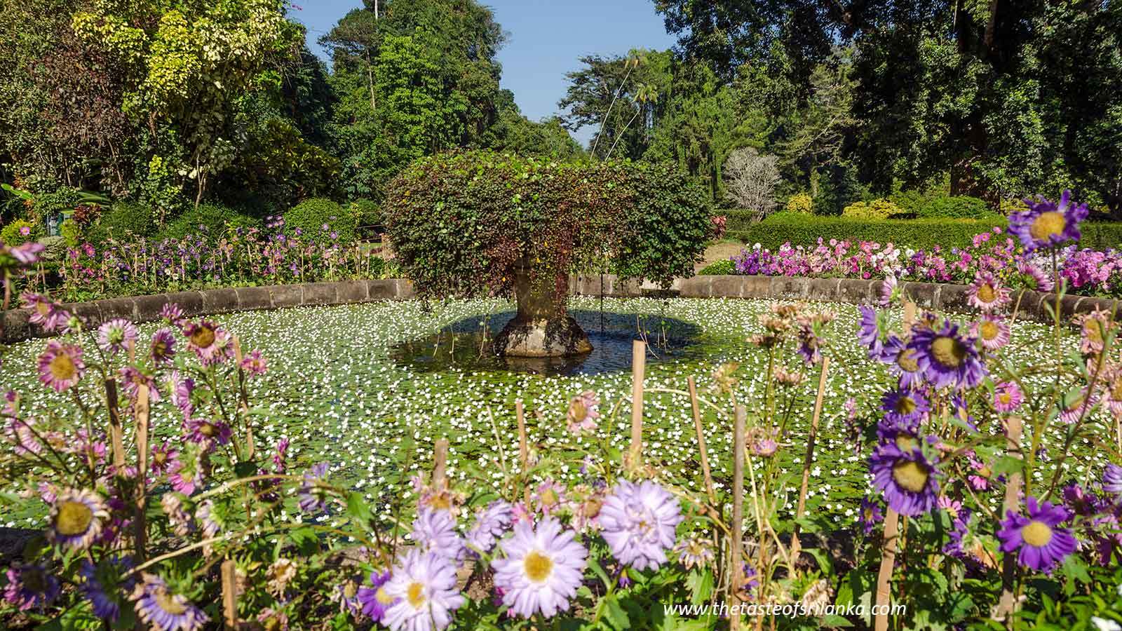 1600x900 Sri Lanka. Peradeniya Gardens Taste of Sri Lanka