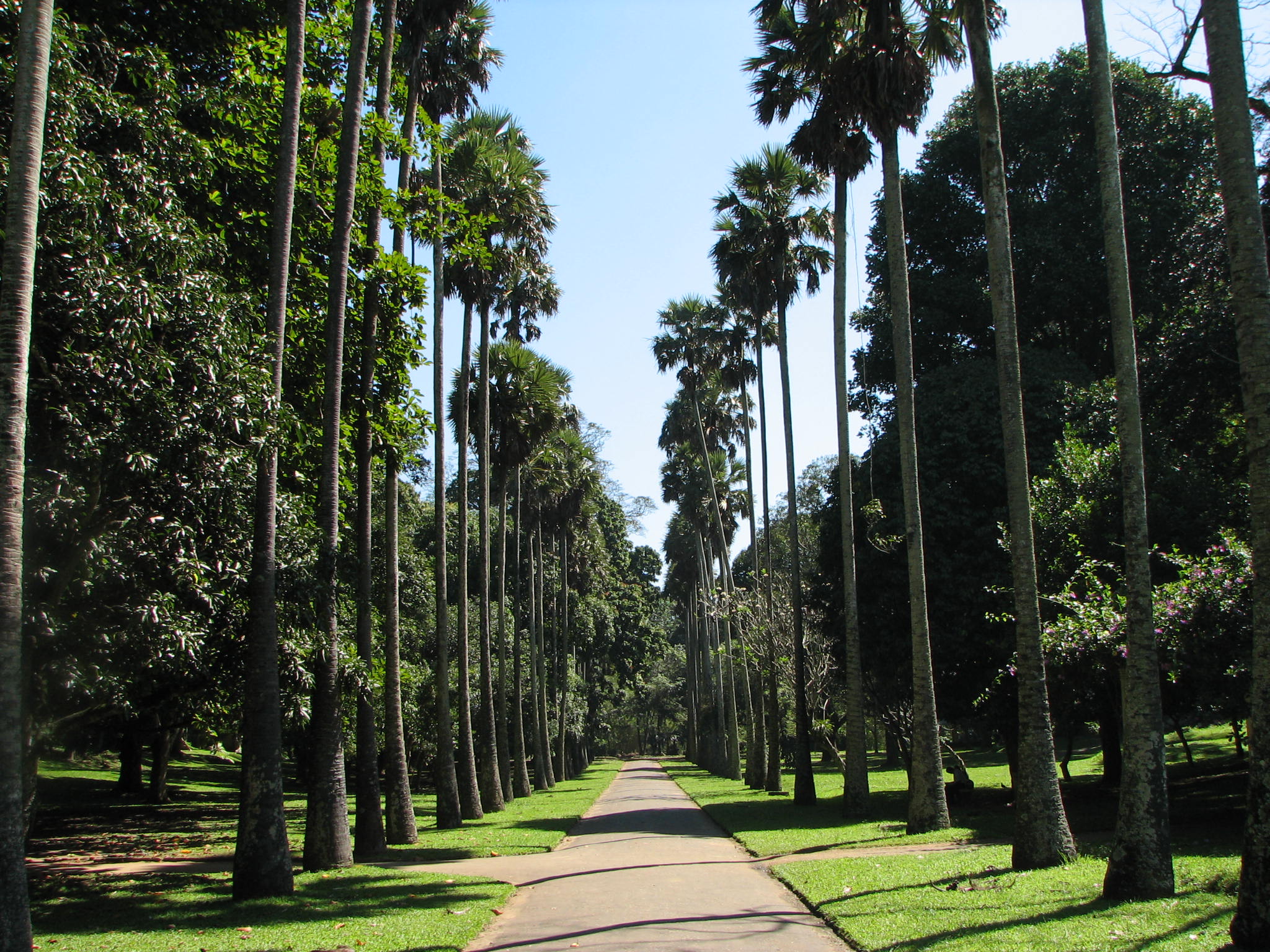 2048x1536 Botanical Garden of Peradeniya