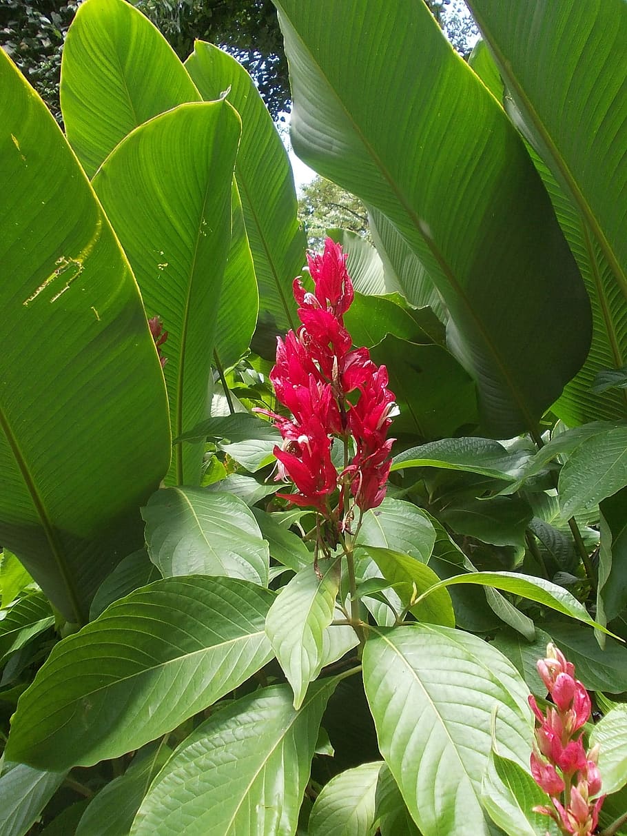 910x1213 HD wallpaper: Flower, Peradeniya, Sri, Lanka, Floral, plant, natural, blossom