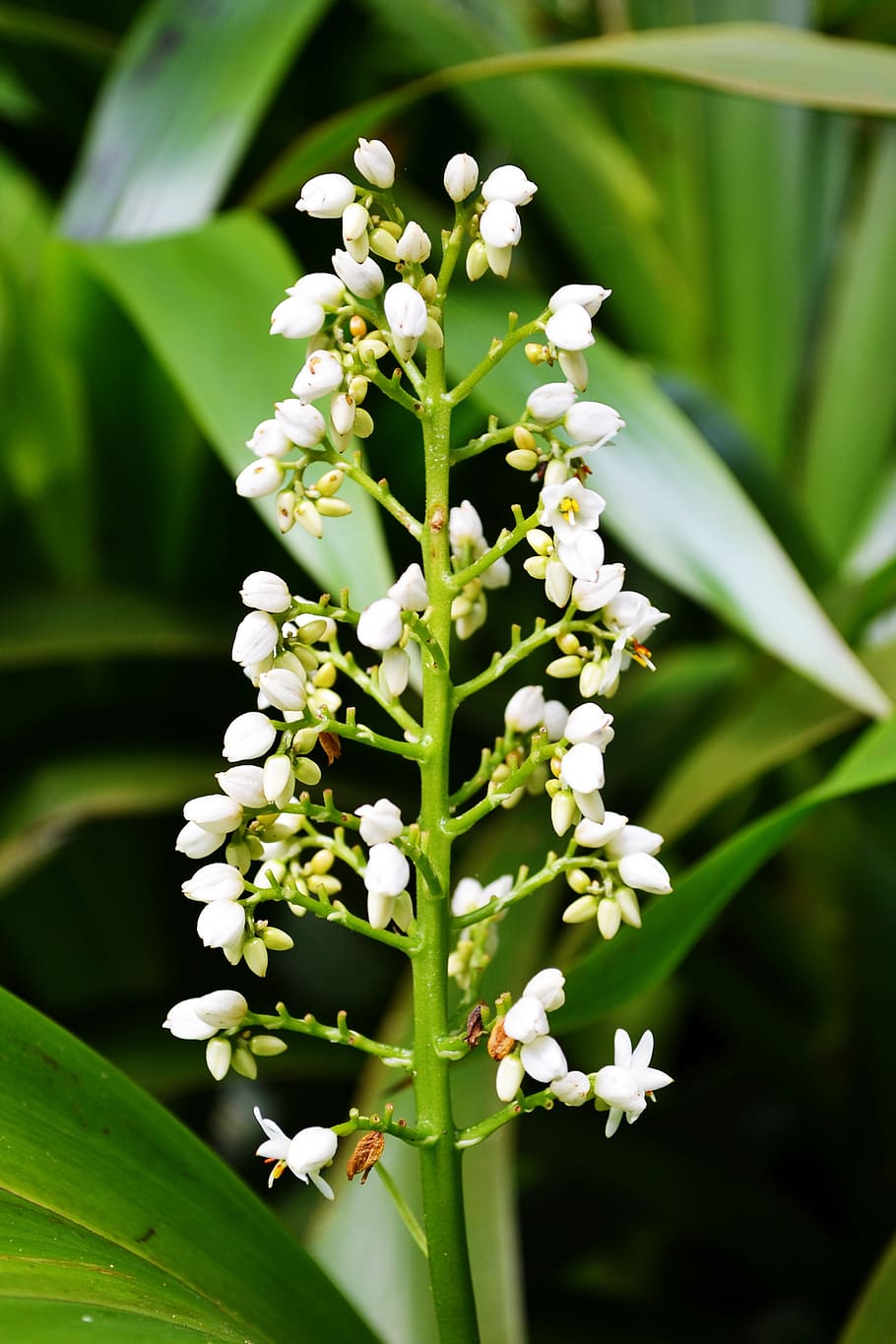 910x1365 HD wallpaper: white flower, flowers, wild flowers, garden, peradeniya, sri lanka