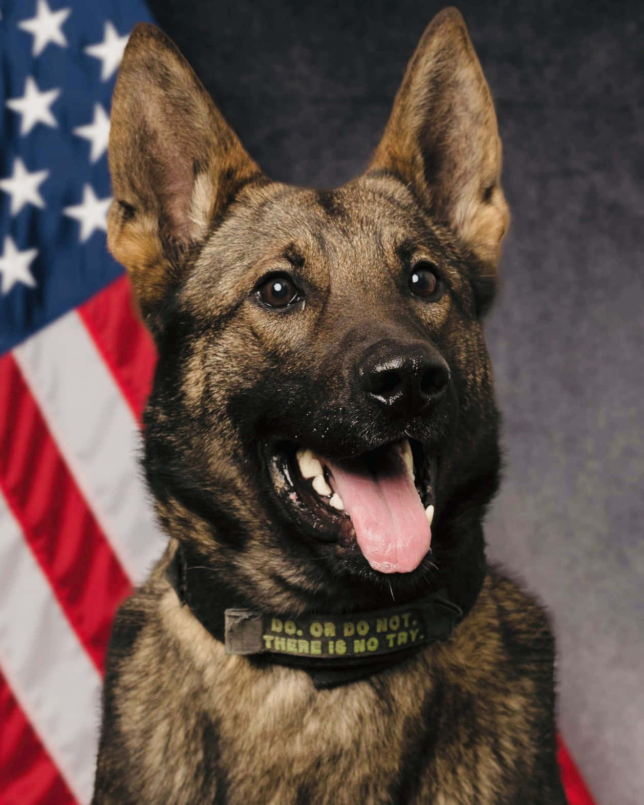 1258x1572 Police Wallpaper K9 Police K 9 Unit Wallpaper