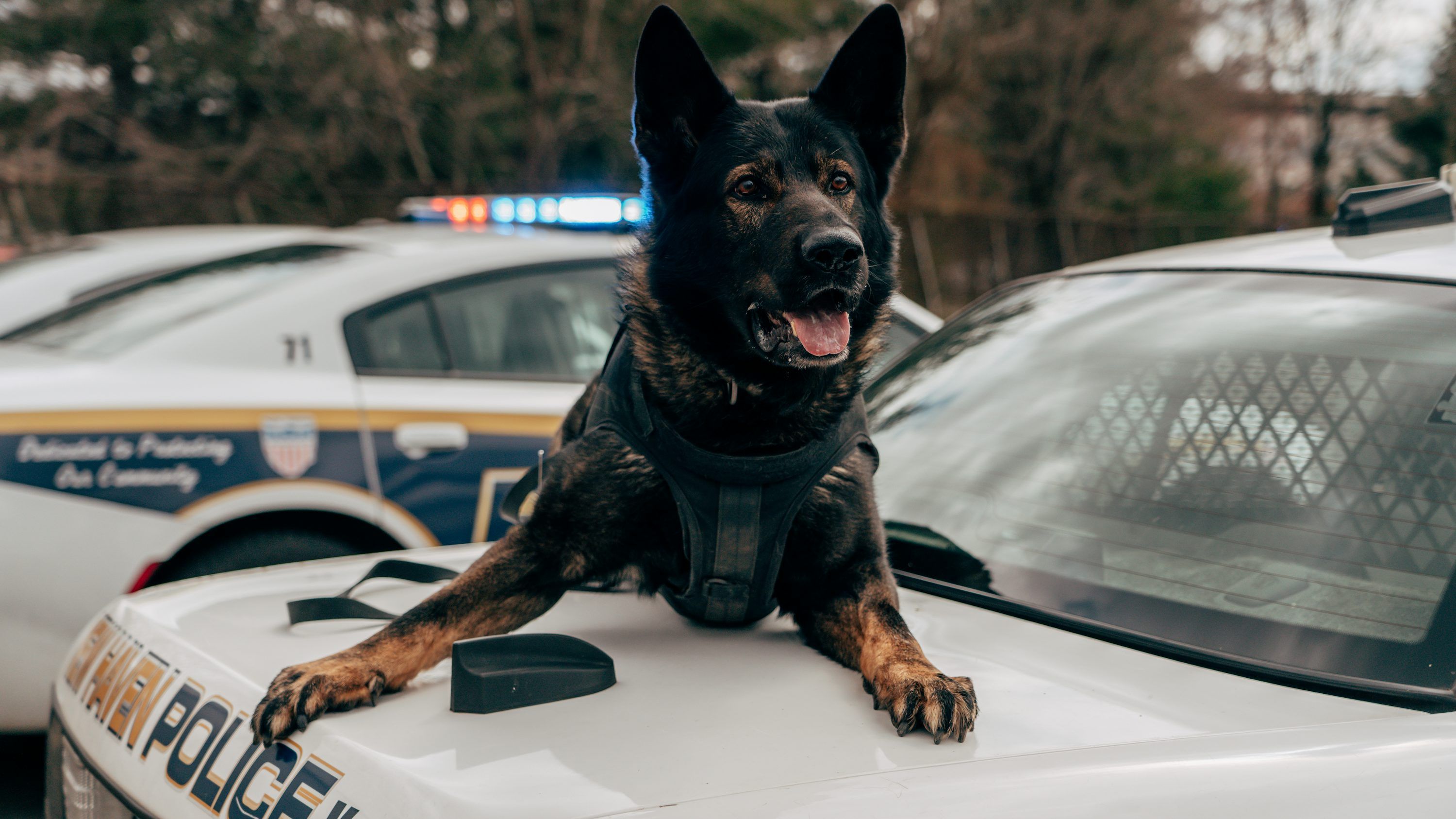 3000x1687 A police dog sitting on top of a police car