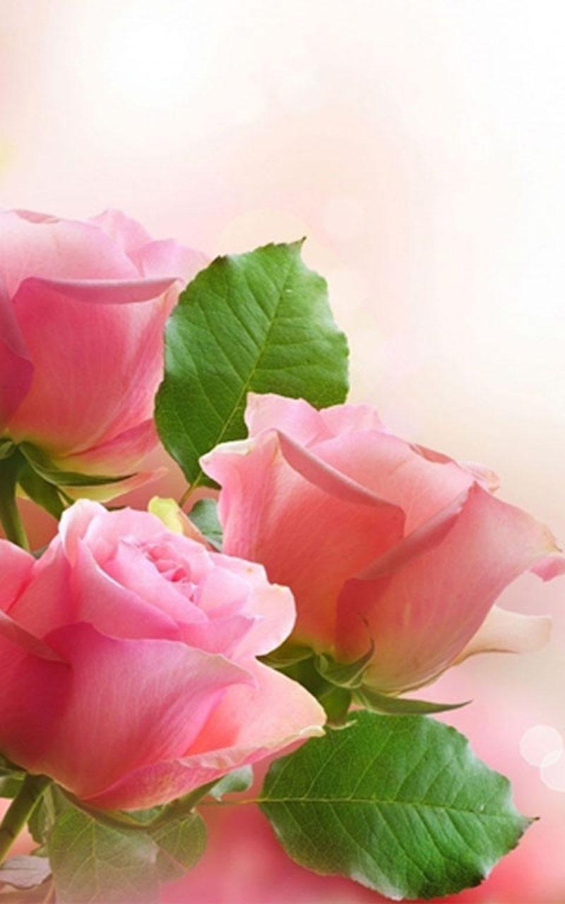 800x1280 HD Vintage Roses Wallpaper for Android