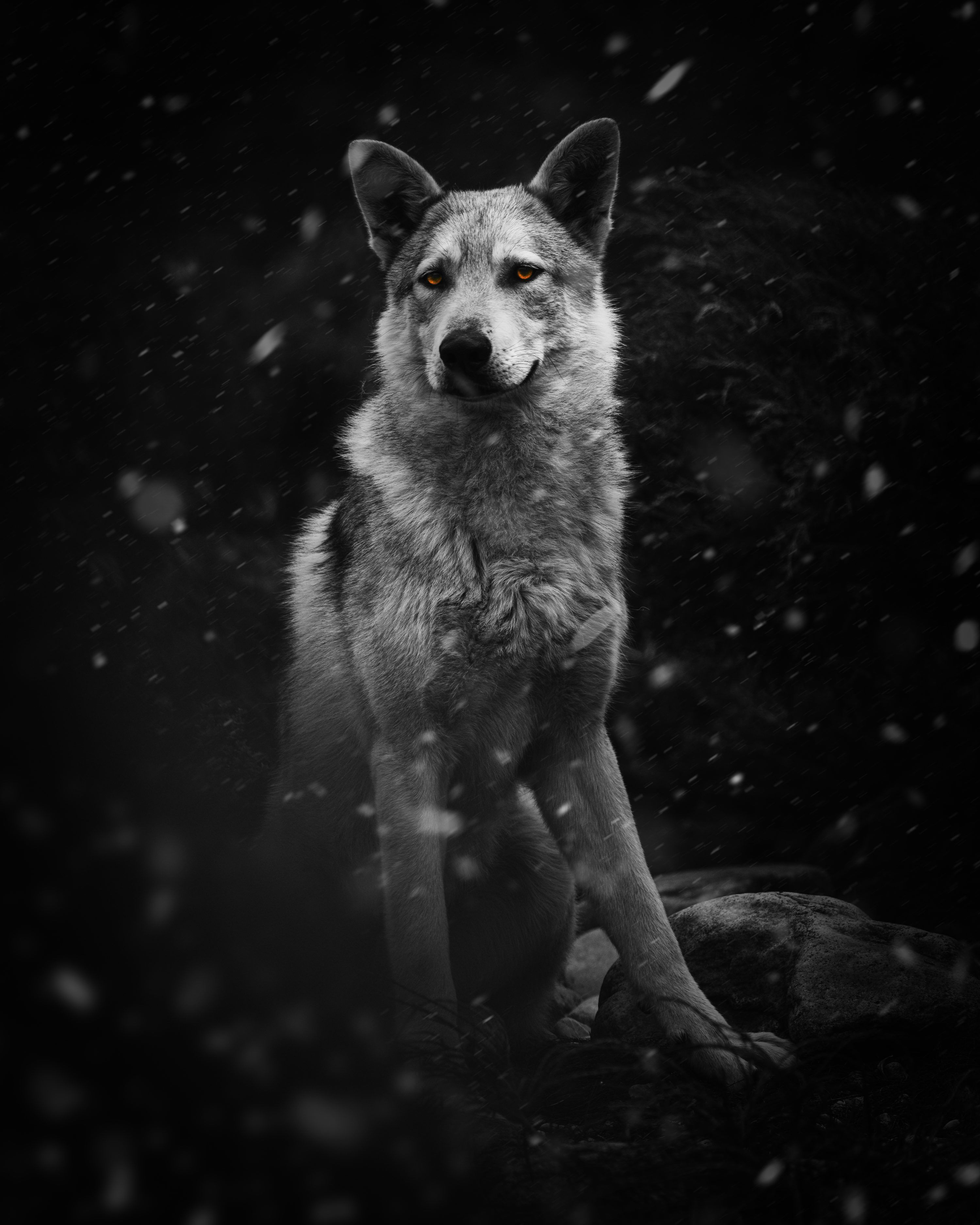 3000x3750 White and black wolf on black and white rock