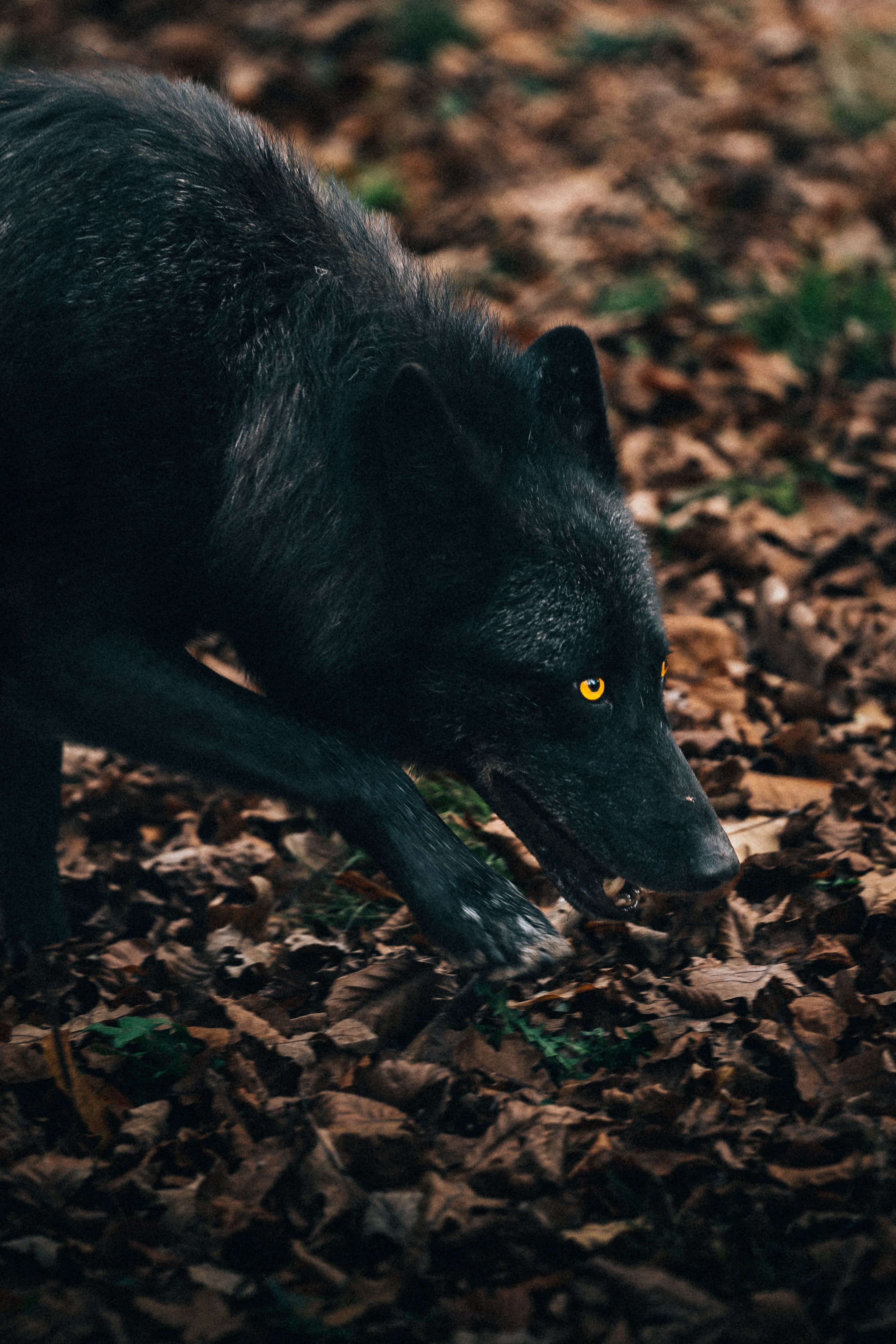 3115x4672 Black Wolf Photo, Download The BEST Free Black Wolf & HD Image