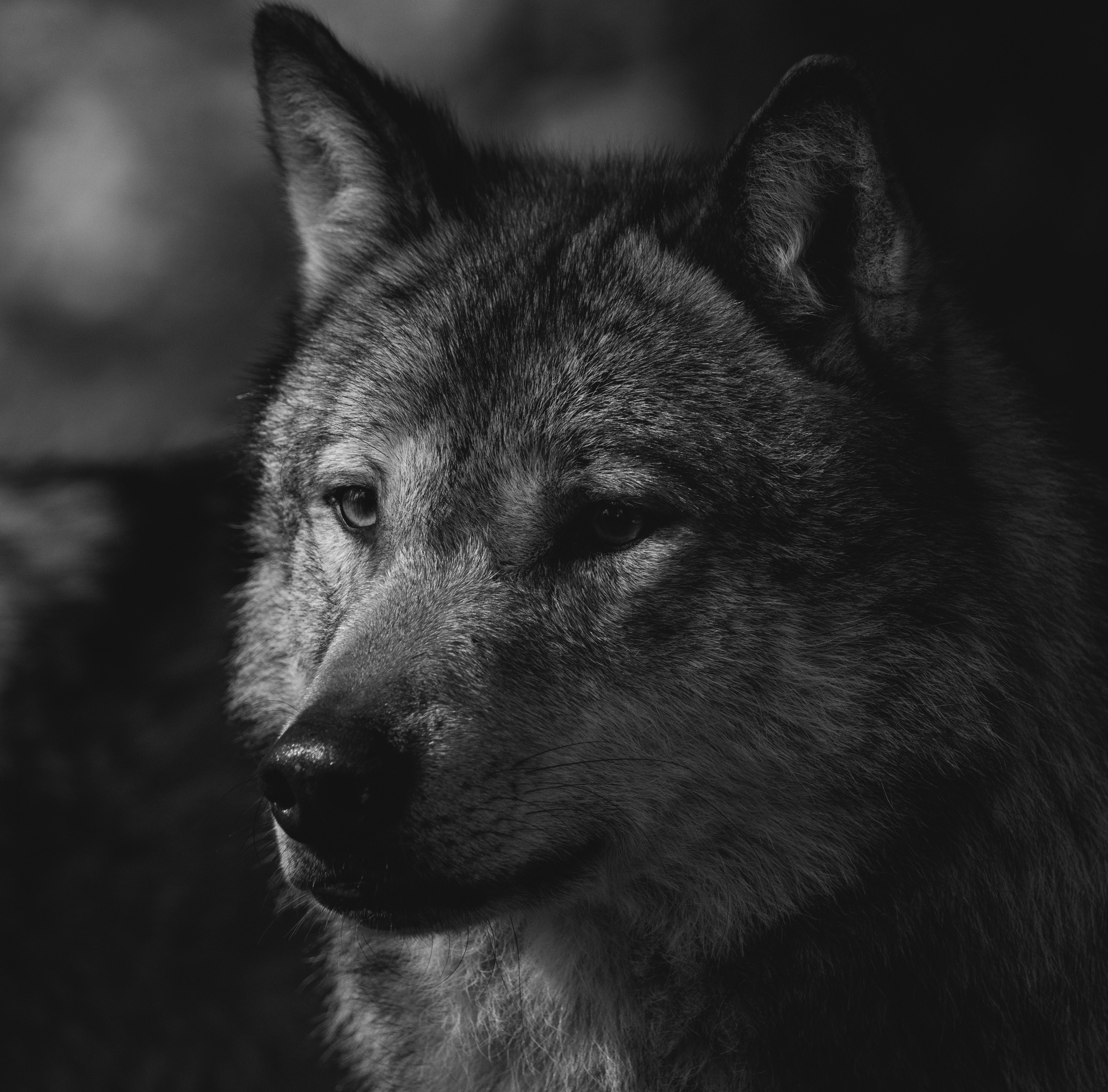 4059x4001 Dog Head in Black and White · Free