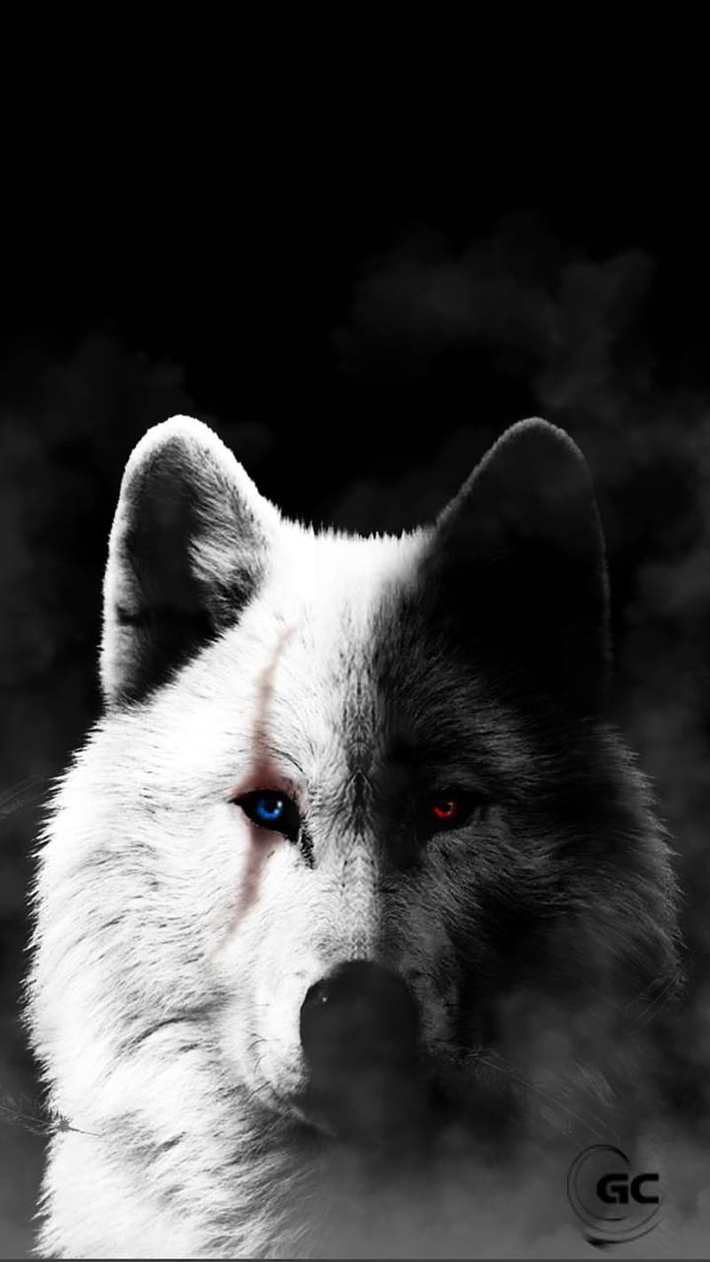 800x1422 Wolf, black, currently, little, teep, white, HD phone wallpaper