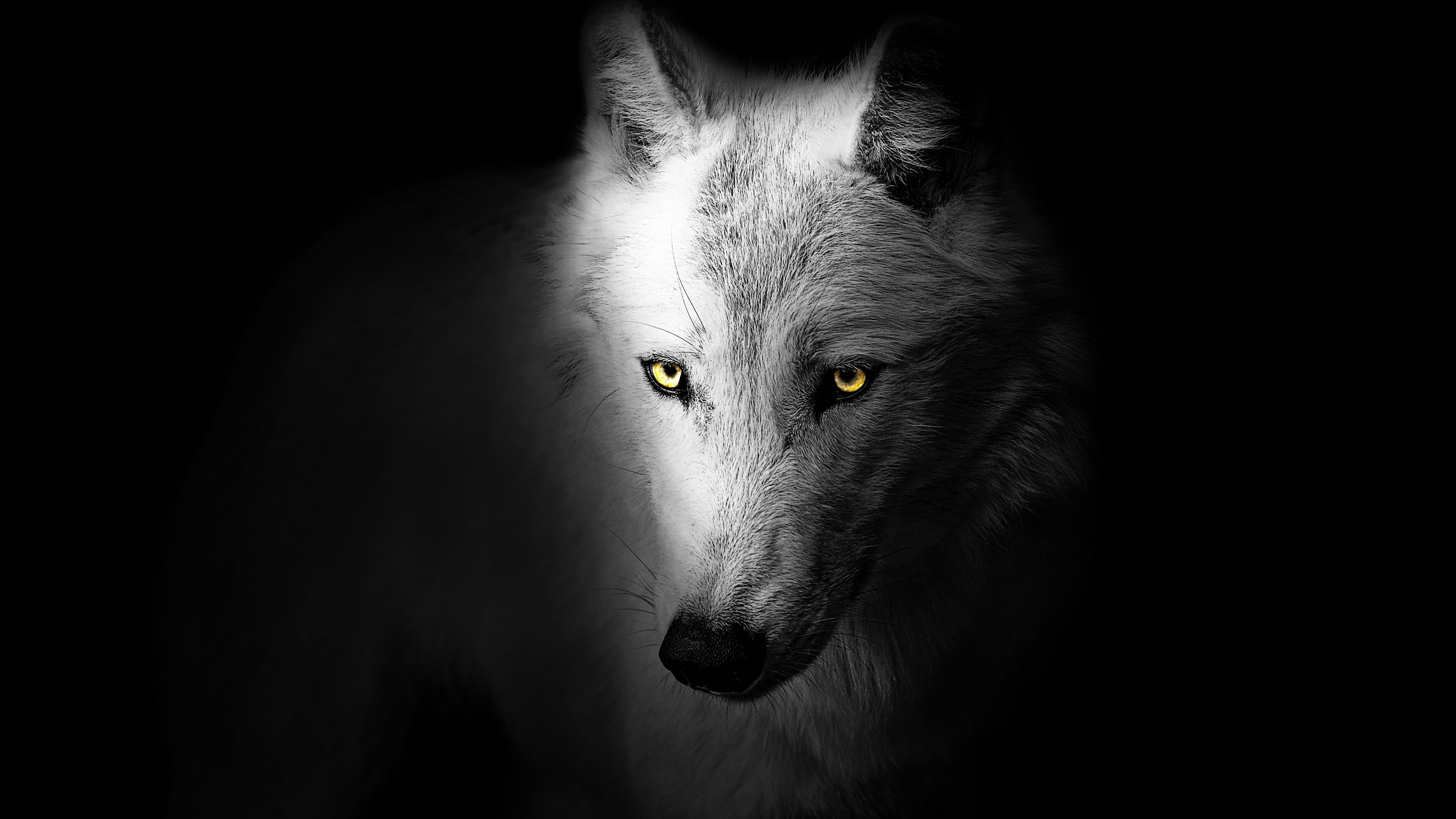 3840x2160 Wolf Wallpaper 4K, Black background, Wild, 5K