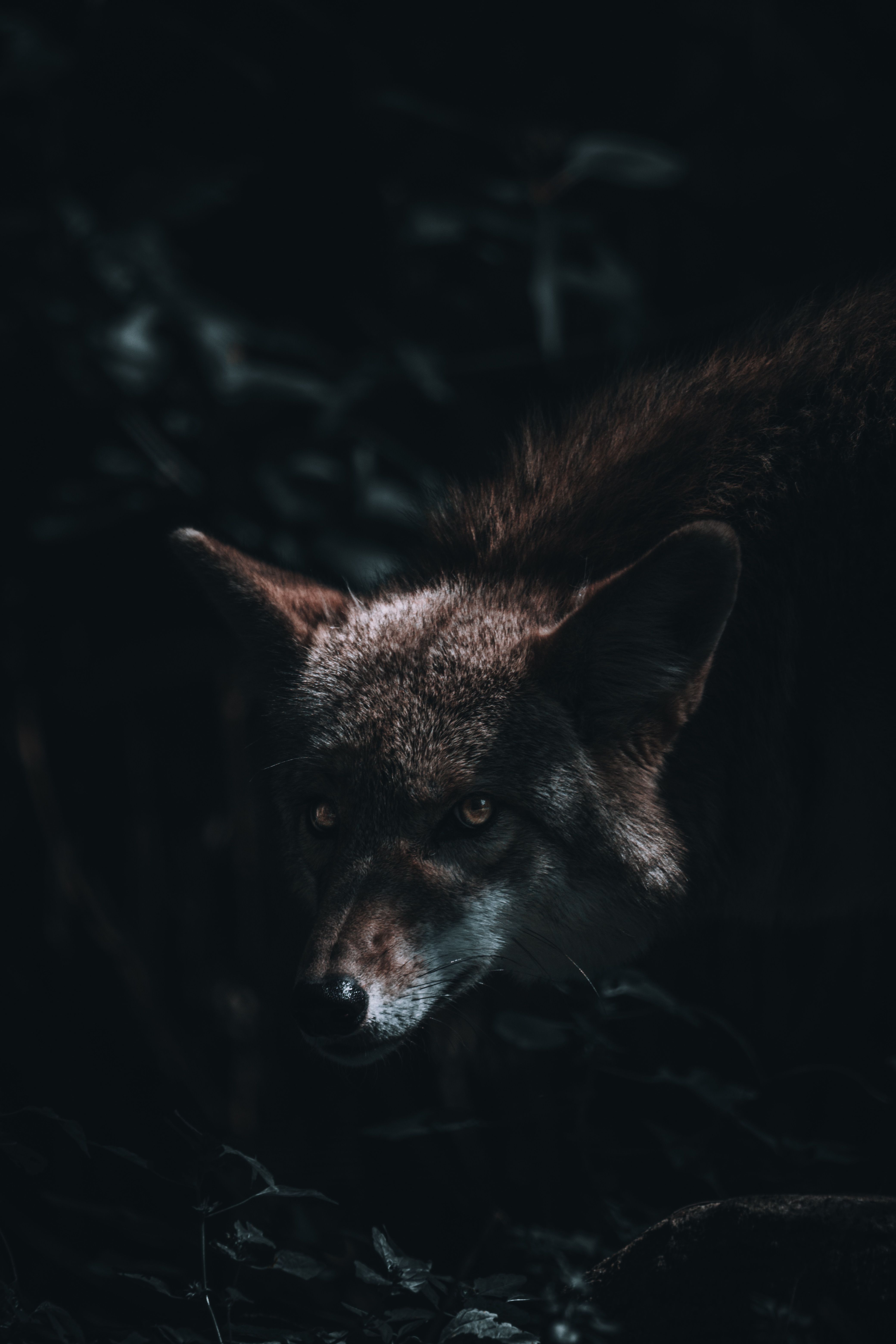 4160x6240 A wolf in the dark with a black background · Free