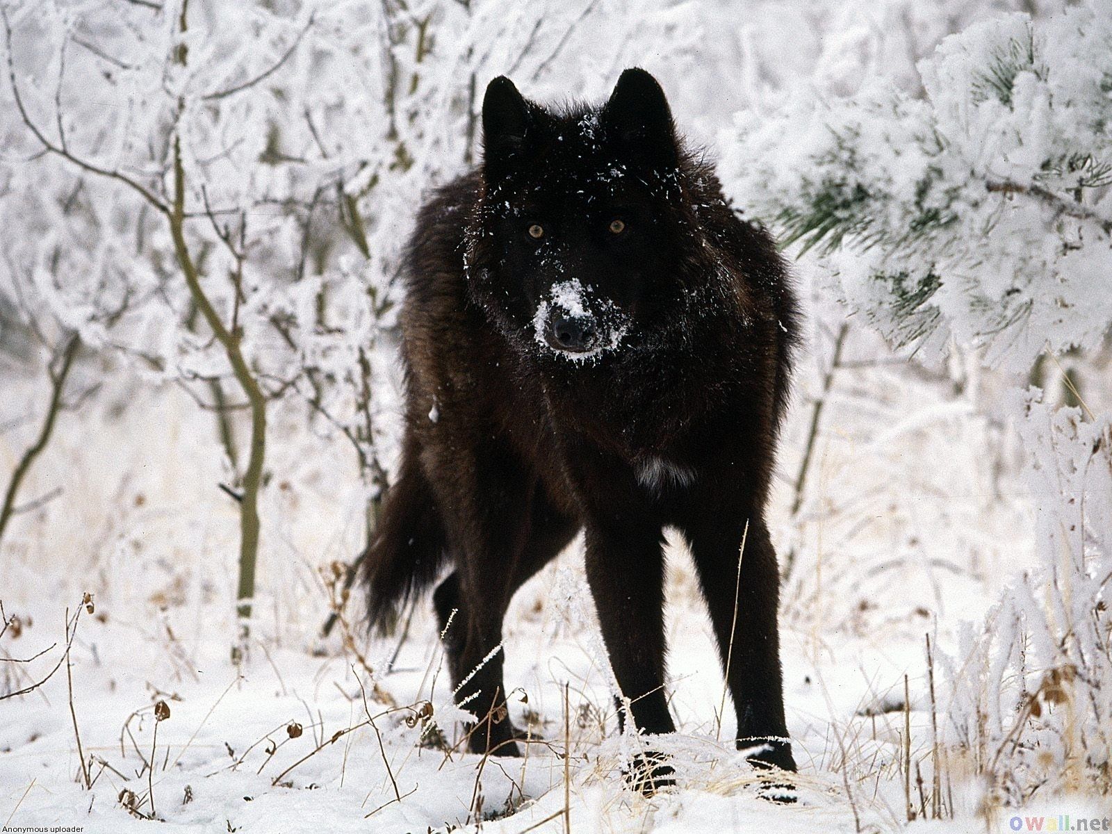1600x1200 Majestic Black Wolf in Snowy Wilderness Animal Wallpaperx1200