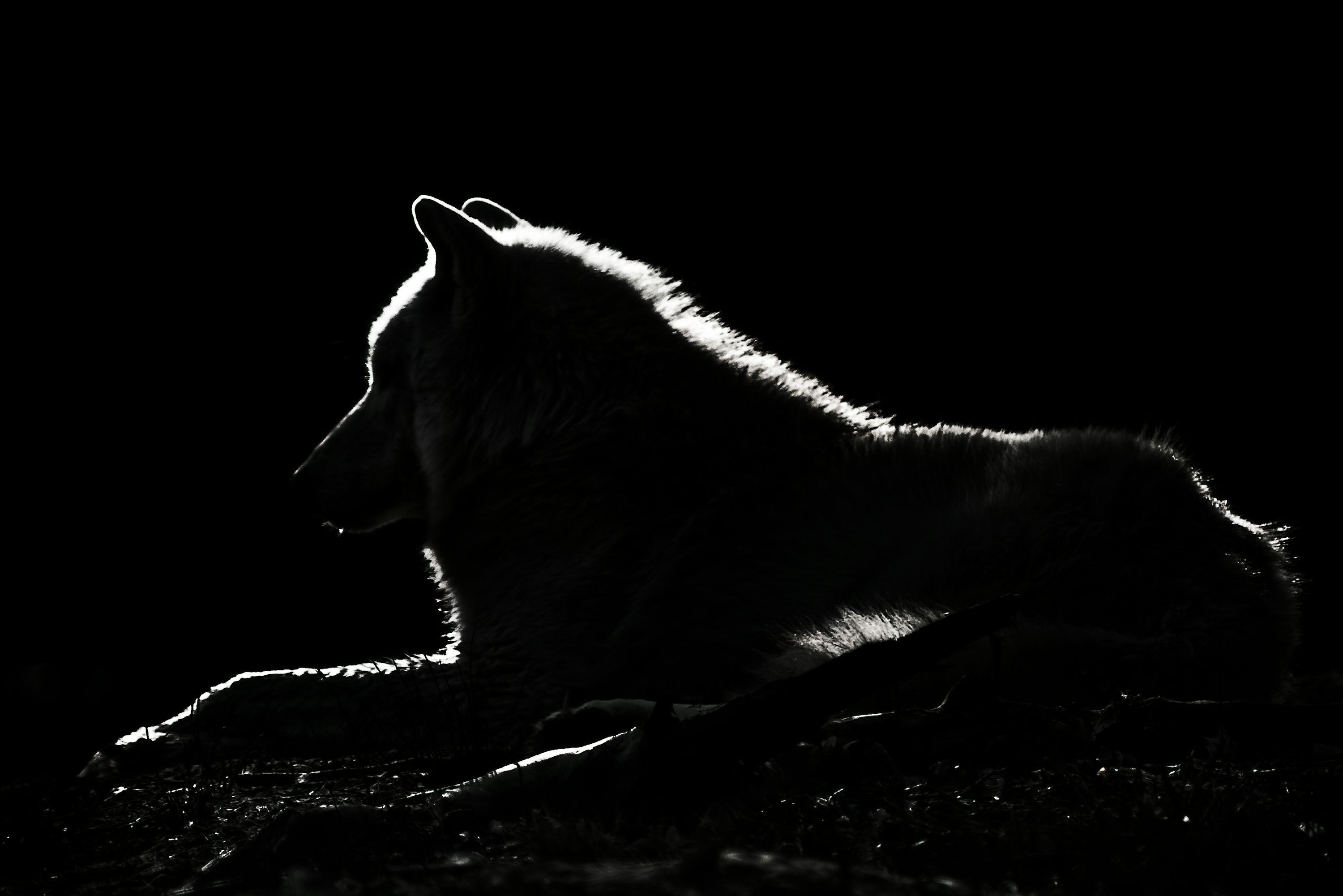 3000x2001 Black Wolf Picture. Download Free Image