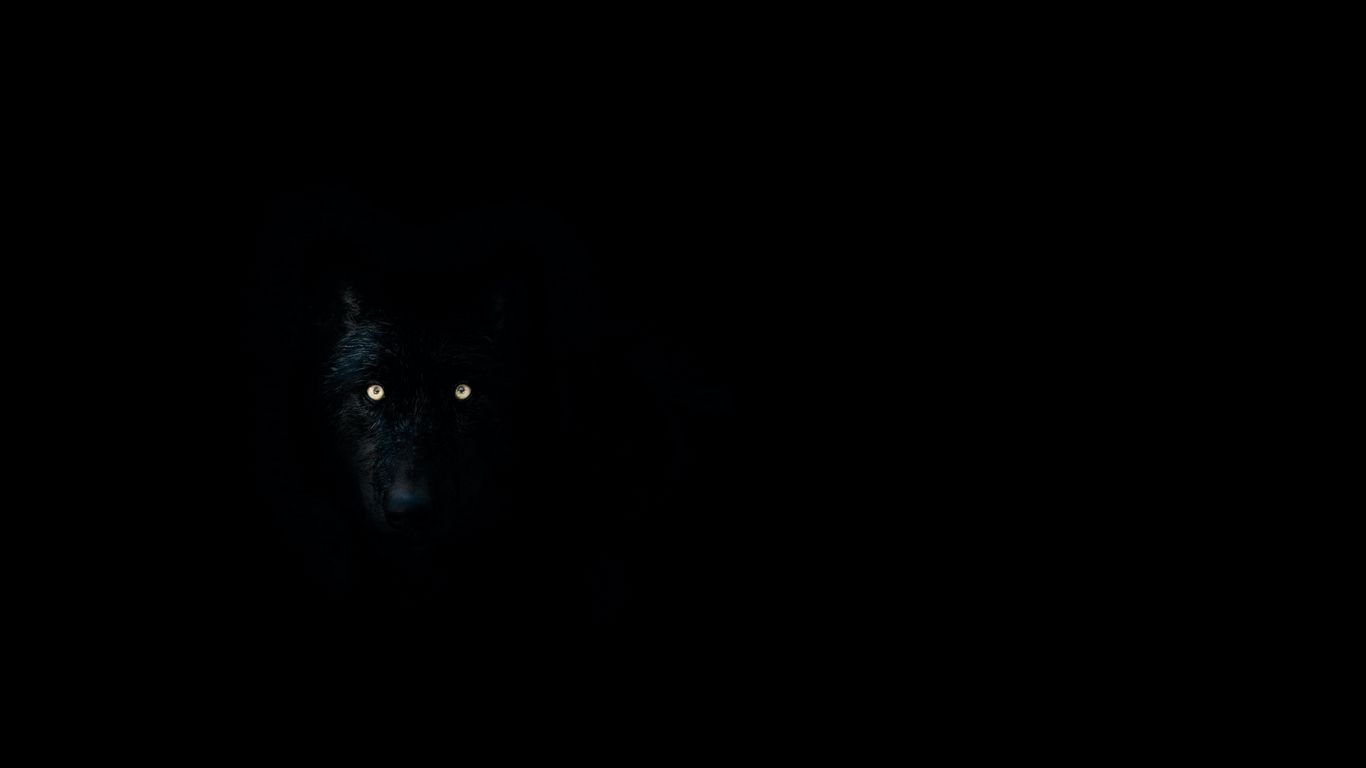1366x768 Download wallpaper 1366x768 wolf, eyes, darkness, dark, animal tablet, laptop HD background