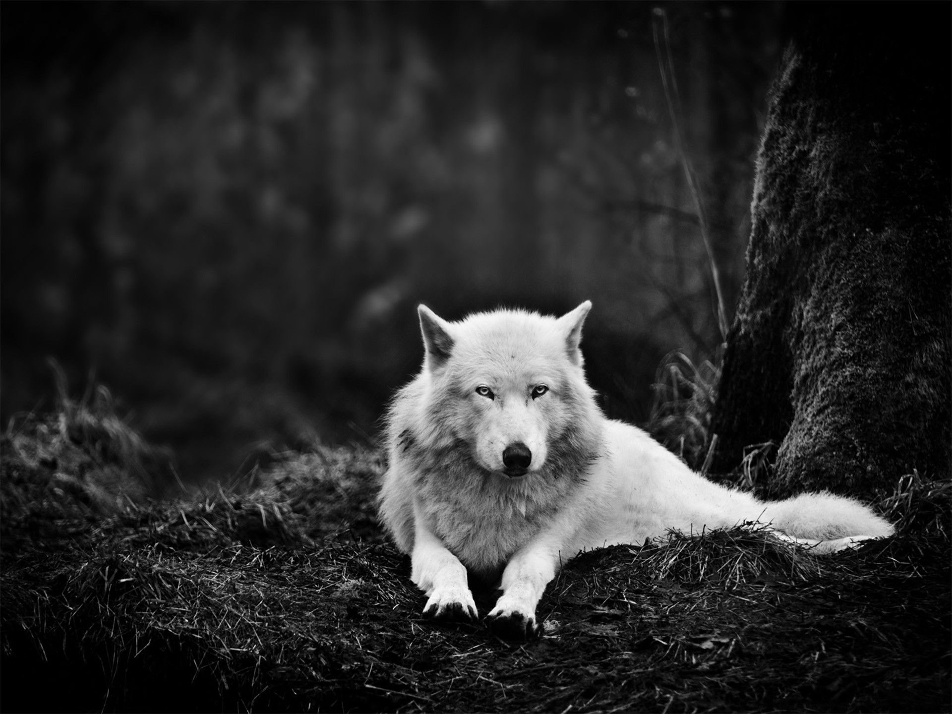1920x1440 wolf, Wolves, Black Wallpaper HD / Desktop and Mobile Background