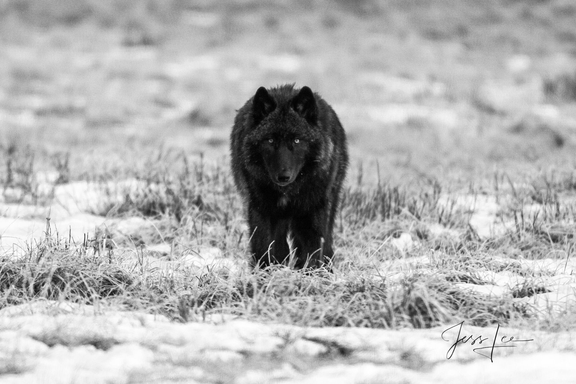 1900x1267 Yellowstone Wolf 12picture. Yellowstone. Wyoming. Jess Lee Fine Art Photography Prints