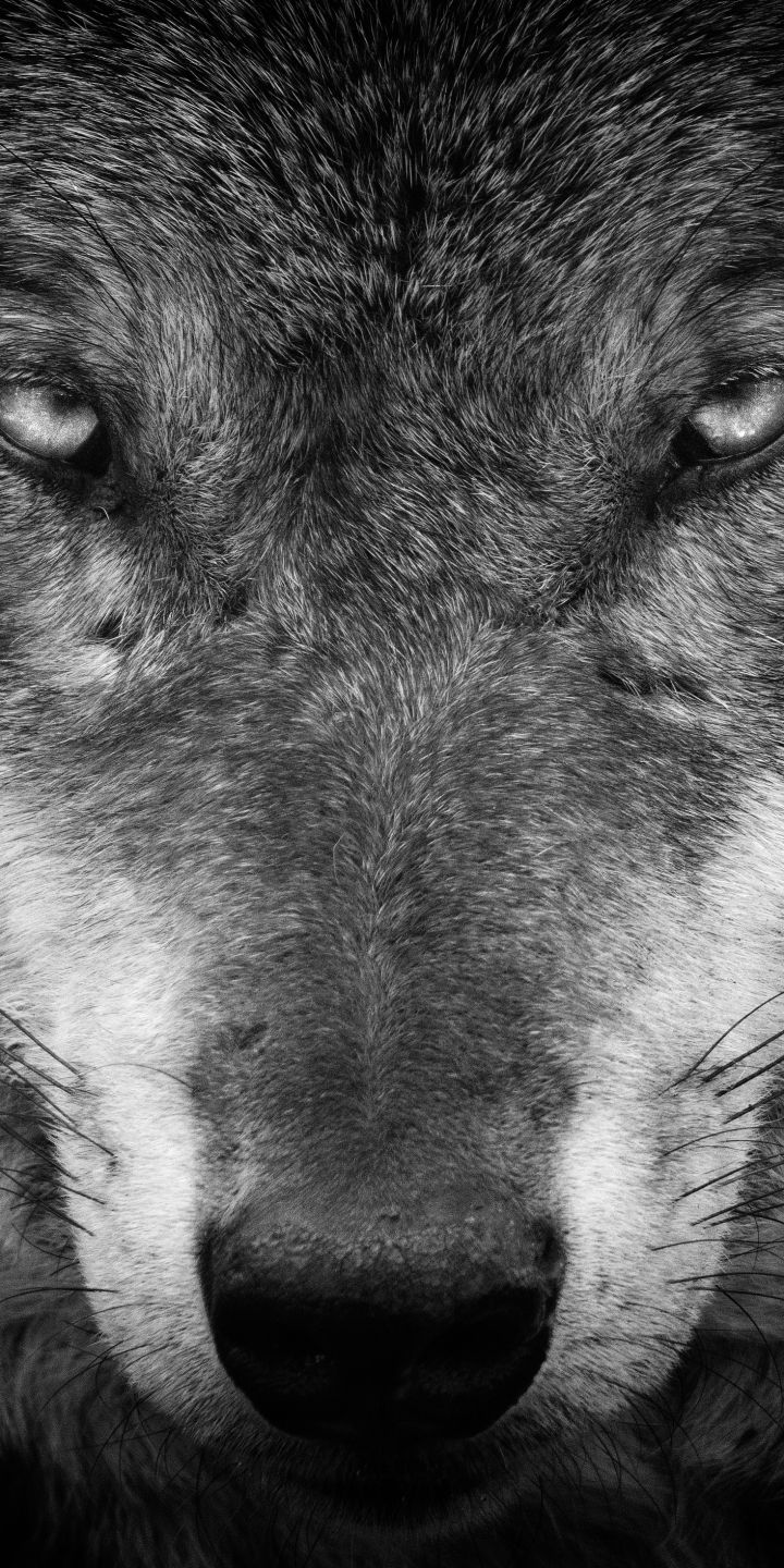 720x1440 Phone wallpaper: Stare, Animal, Wolf, Black & White, Wolves 1137967