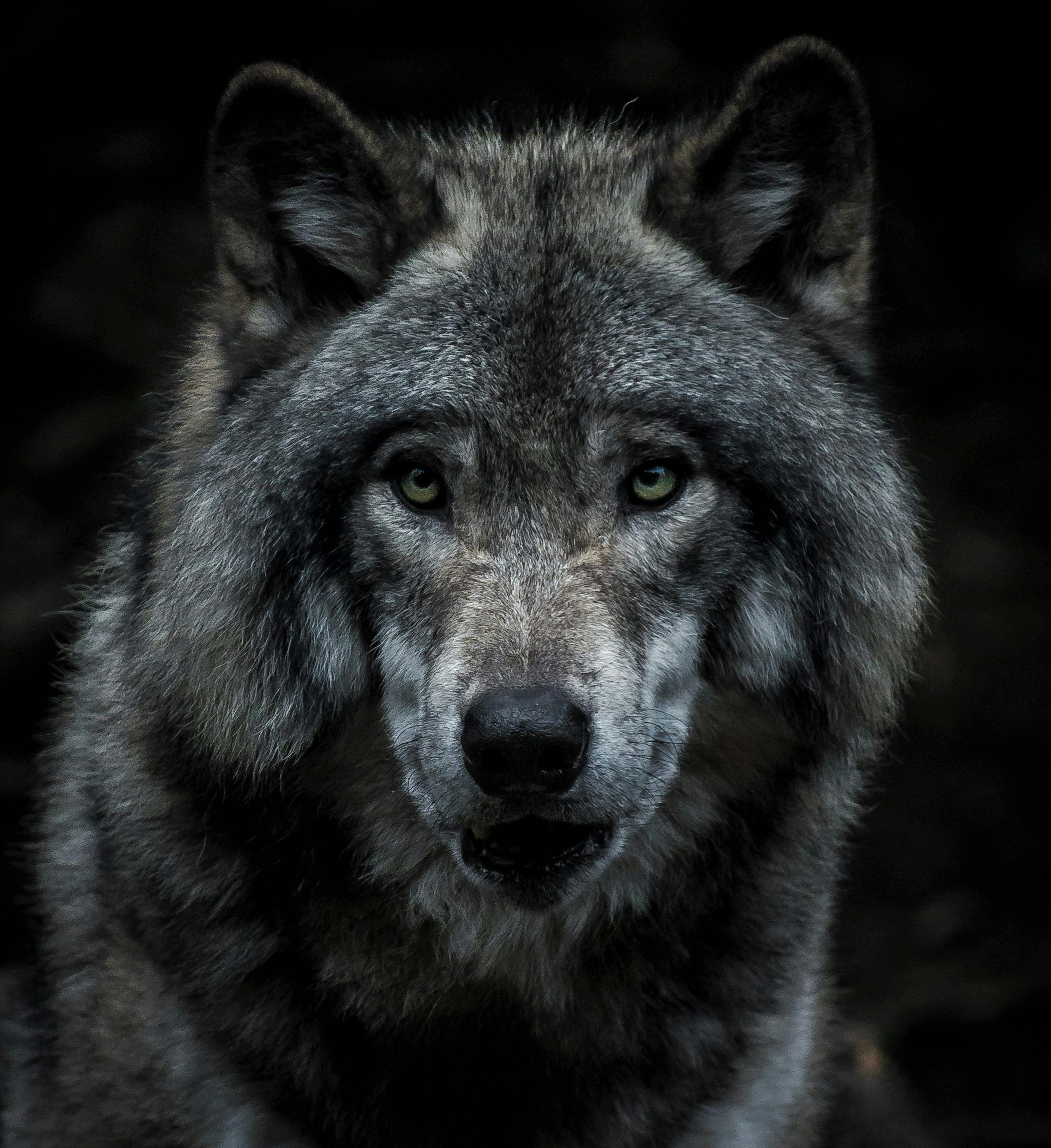 3000x3277 Wolf Wallpaper: Free HD Download [HQ]