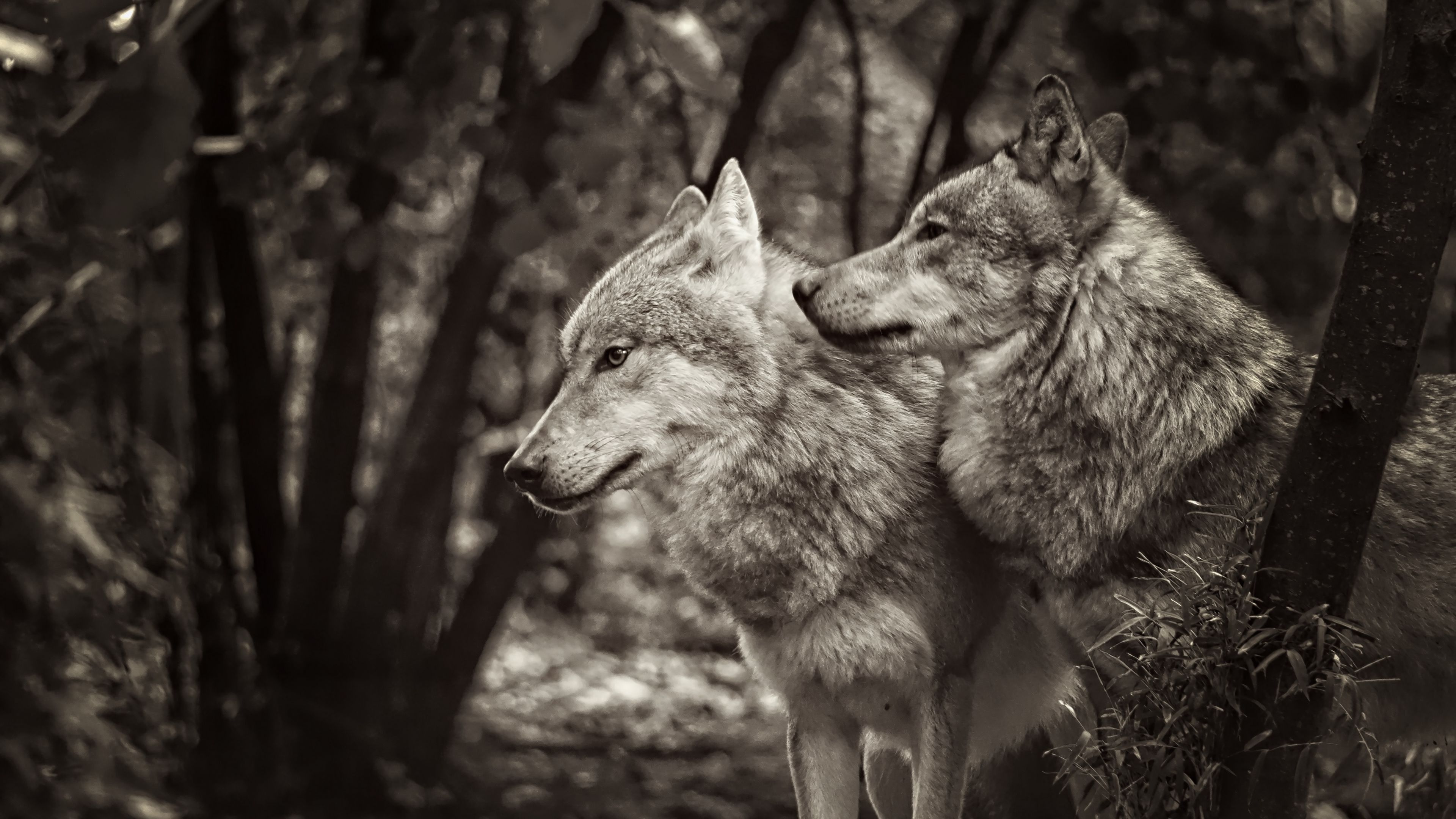 3840x2160 Black And White Image Of Wolves In Forest Background 4K HD Wolf Wallpaper