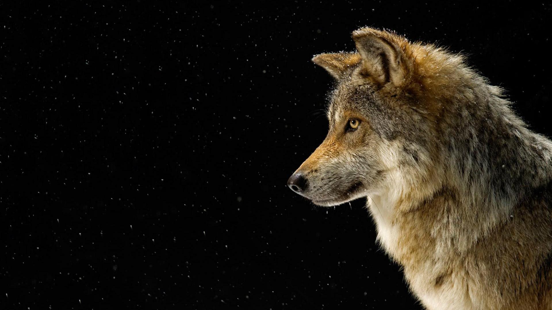 1920x1080 Starlit Wolf HD Wallpaper: Majesty in the Night Skyx1080