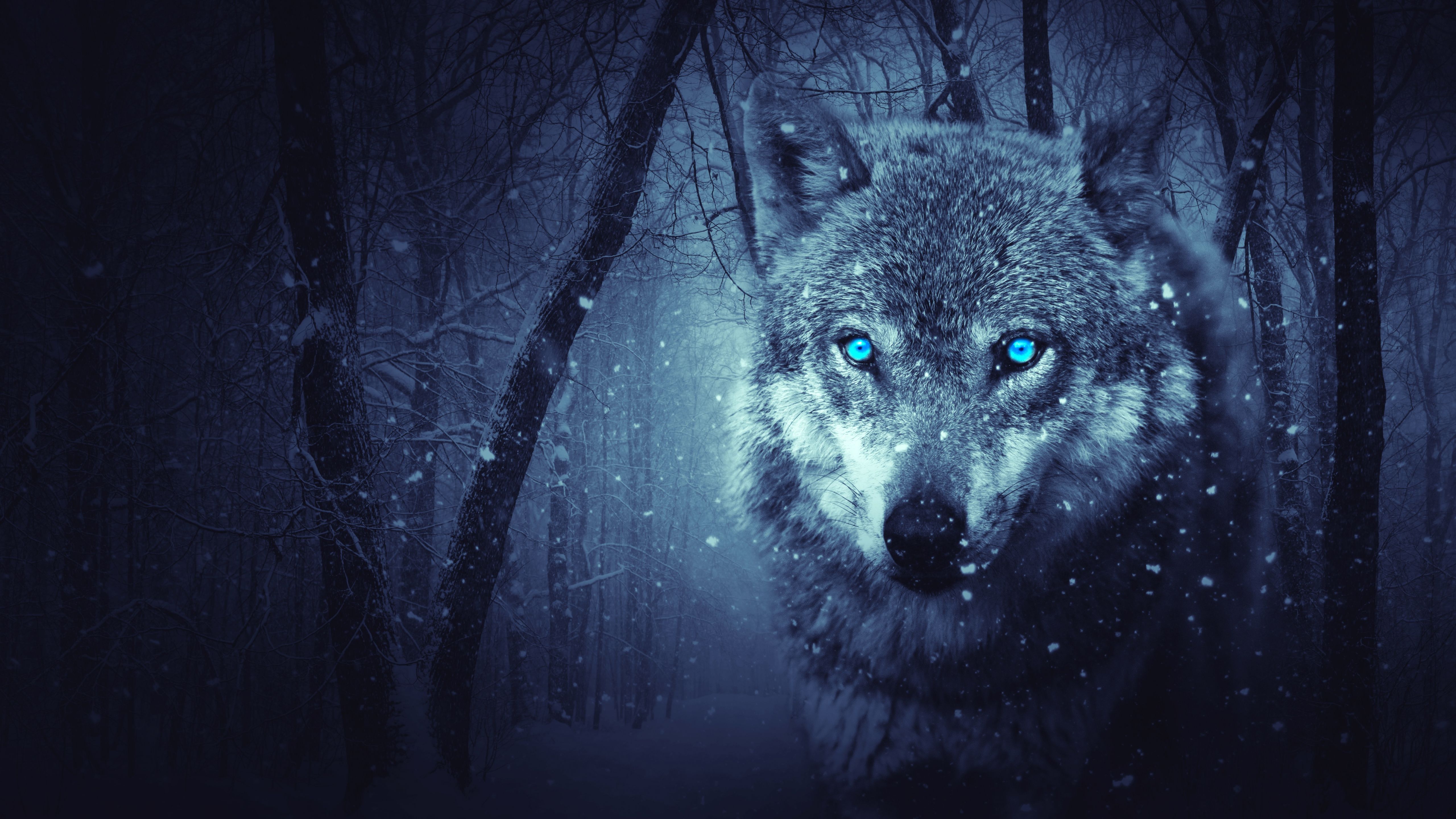 5120x2880 Wallpaper Gray Wolf in The Woods, Background Free Image