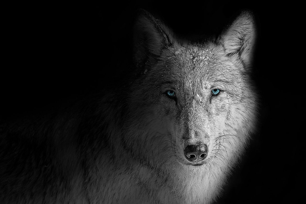 1280x853 Wallpaper Background Wolf