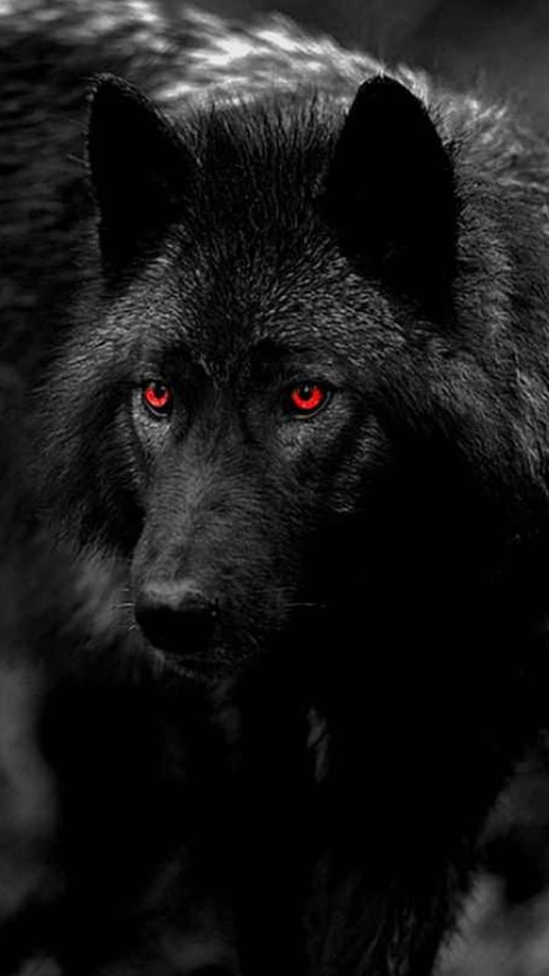 1080x1920 Black Wolf Wallpaper Black Wolf Wallpaper Download