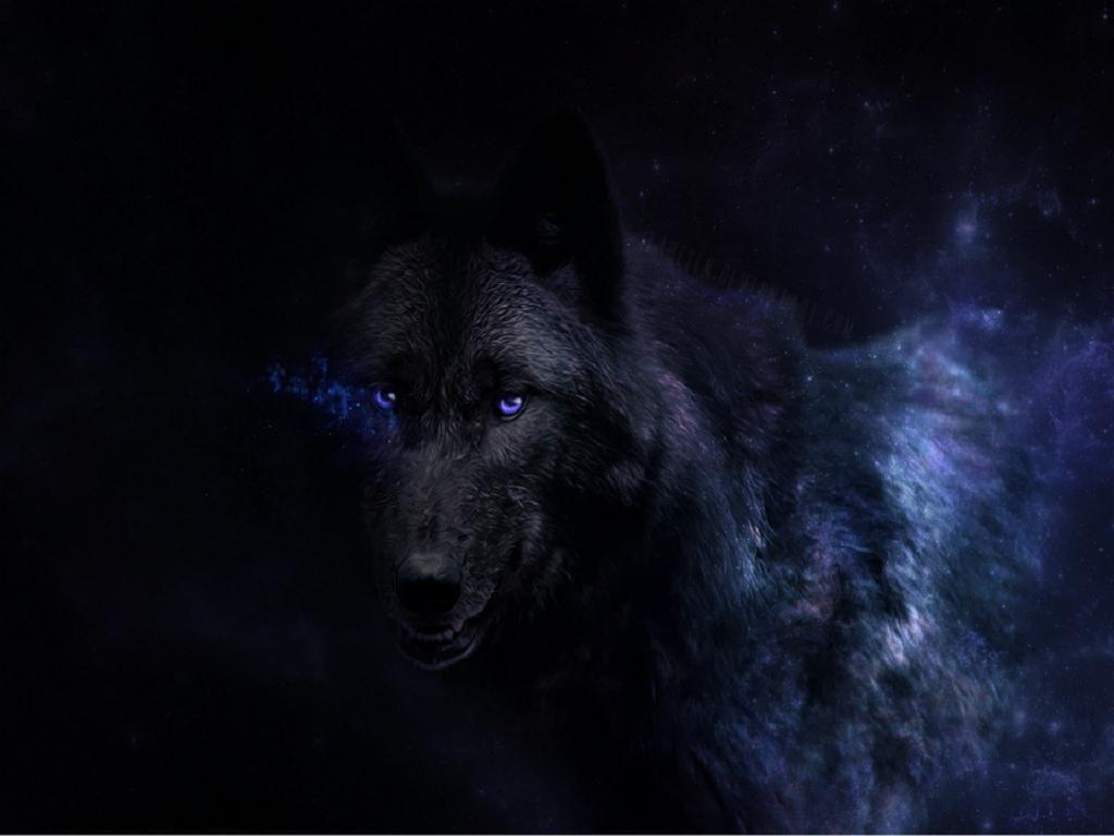 1024x768 Black Wolves Wallpaper