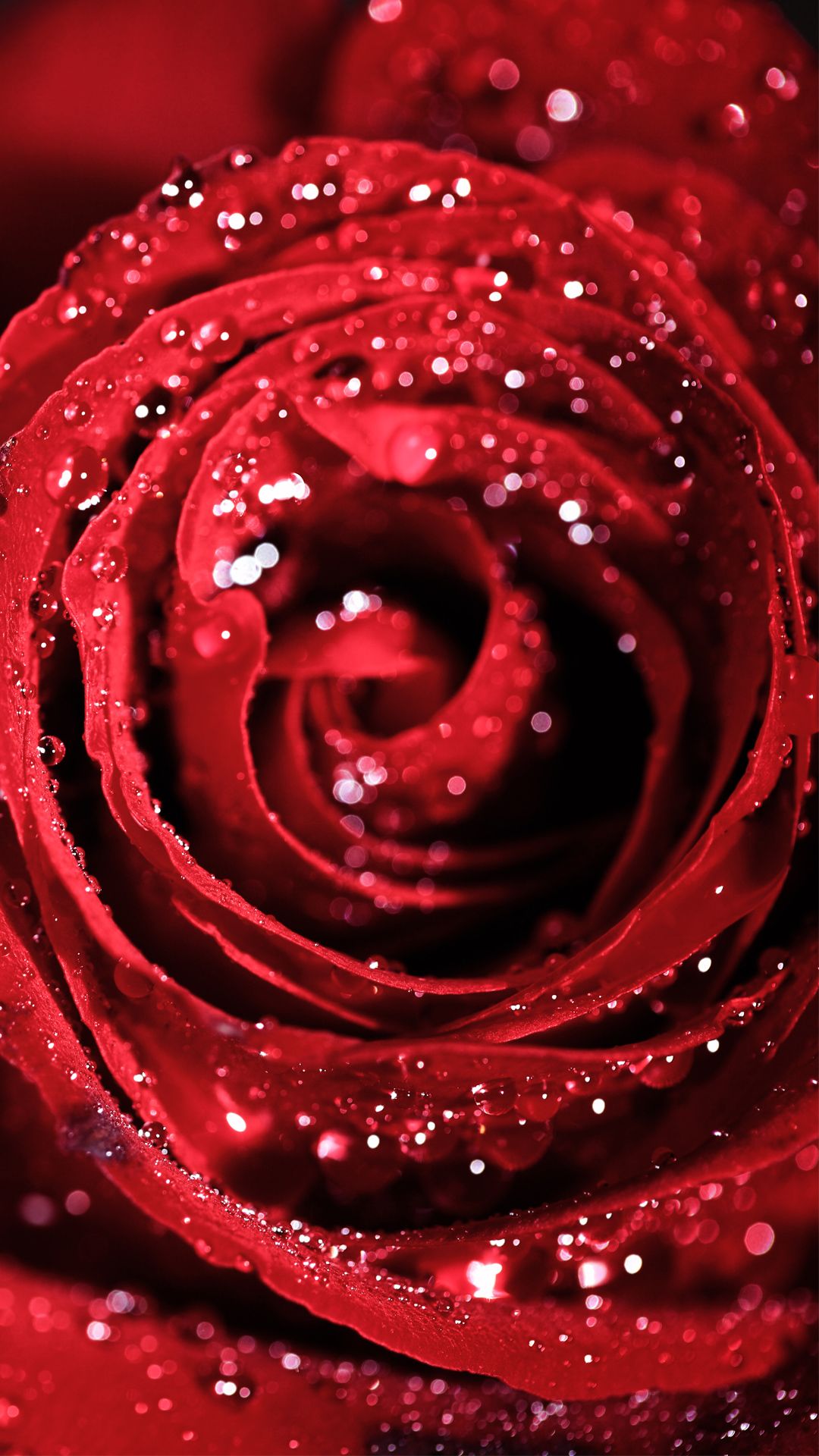 1080x1920 LG Nexus 5X Rose Wallpaper​-Quality Free Image and Transparent PNG Clipart