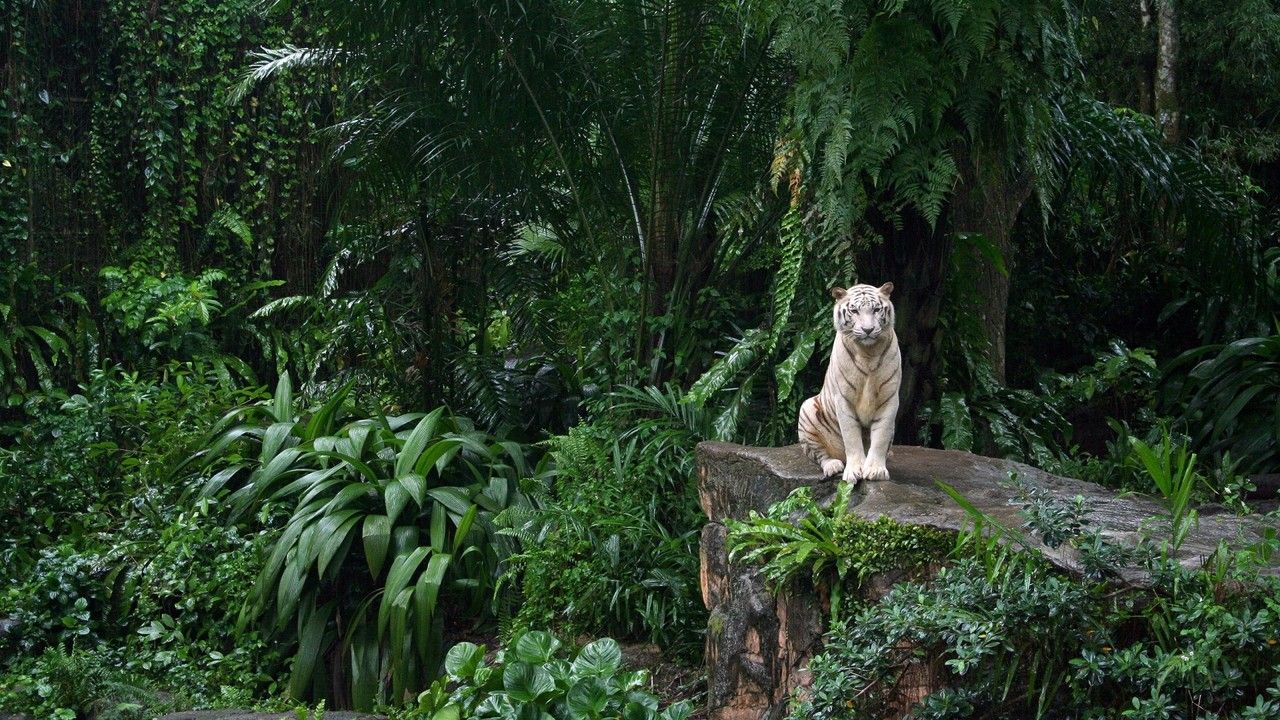1280x720 What I learned in a Central American Jungle