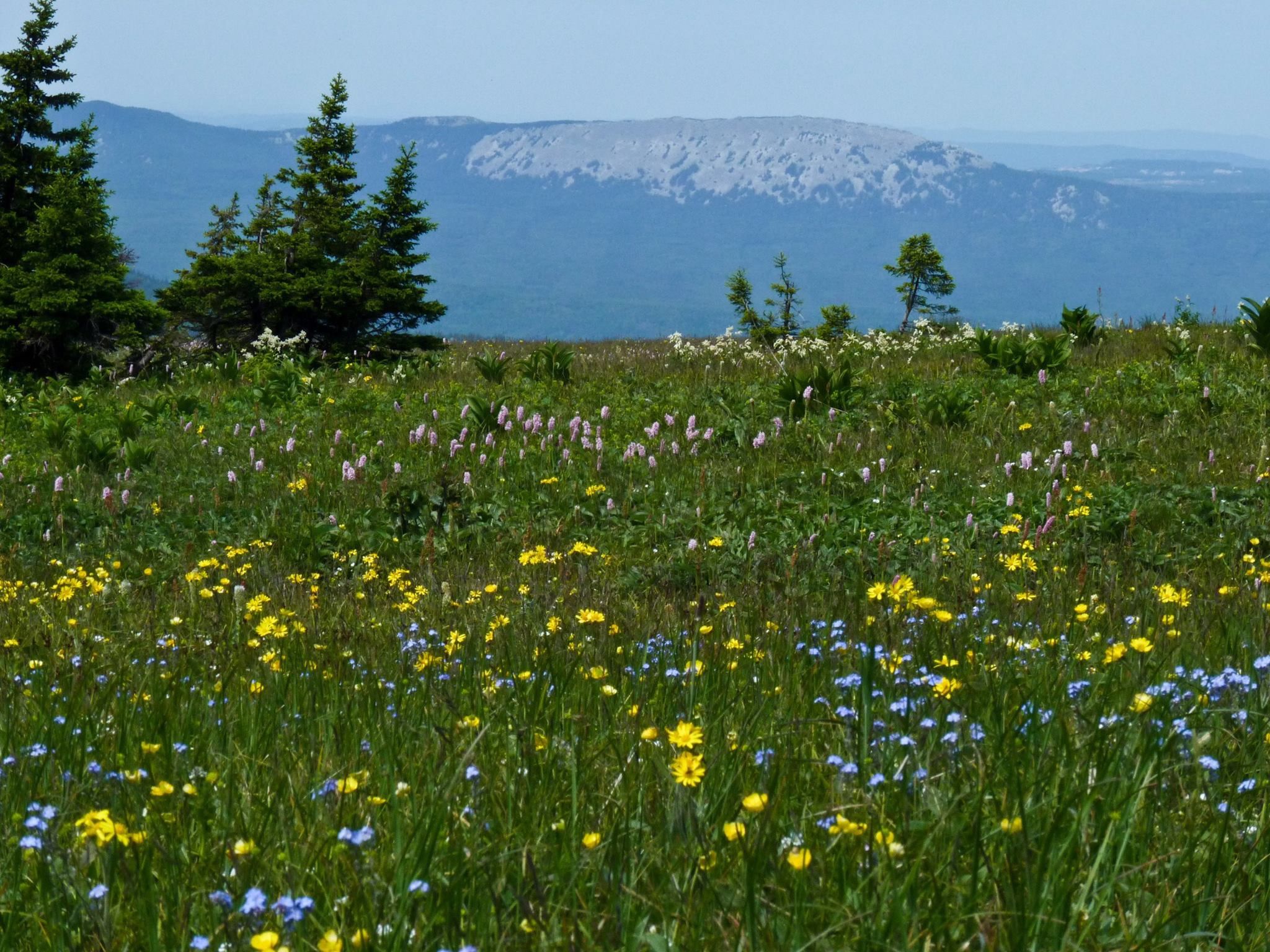 2048x1536 Wallpaper grass, grass, meadow, flowers, flowers, The Ural mountains, meadow, Ural Mountains for mobile and desktop, section природа, resolution 2048x1536