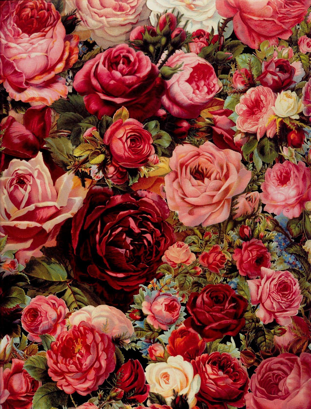 Antique Rose Wallpapers Top Free Antique Rose Backgrounds 