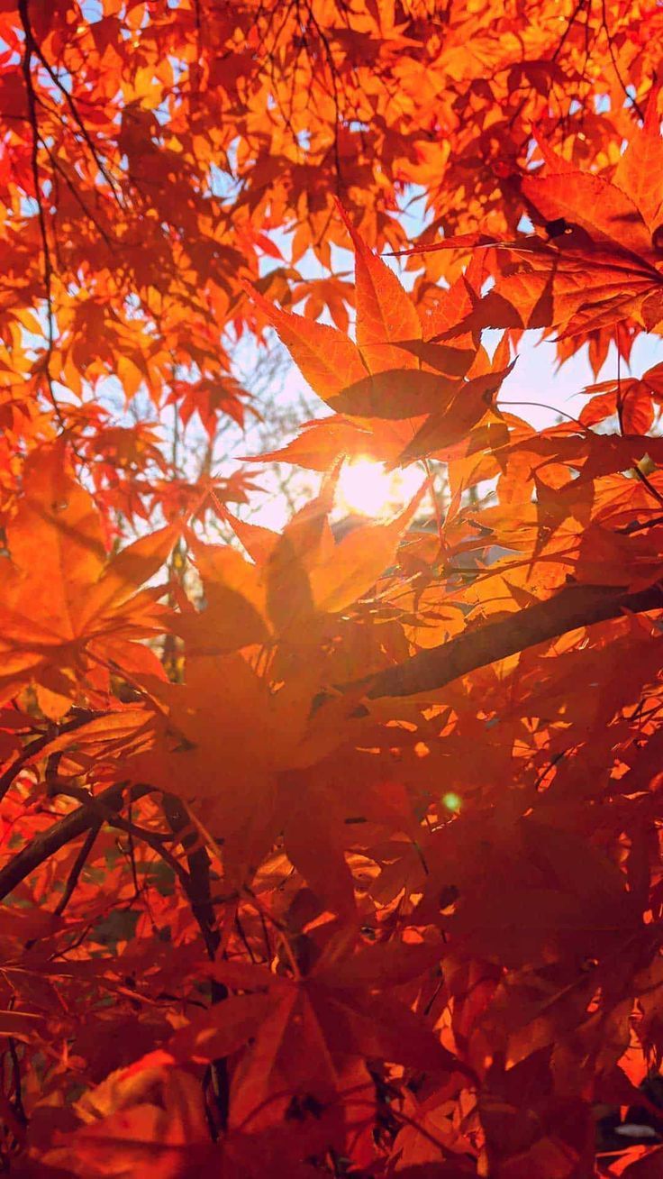 736x1308 Orange Wallpaper Up Your Space. Fall background wallpaper, Orange phone, Autumn aesthetic
