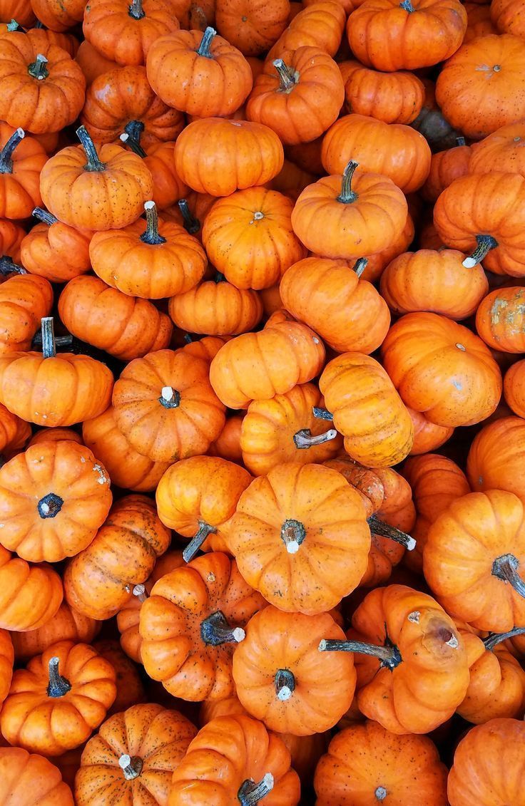 736x1131 Fall Wallpaper