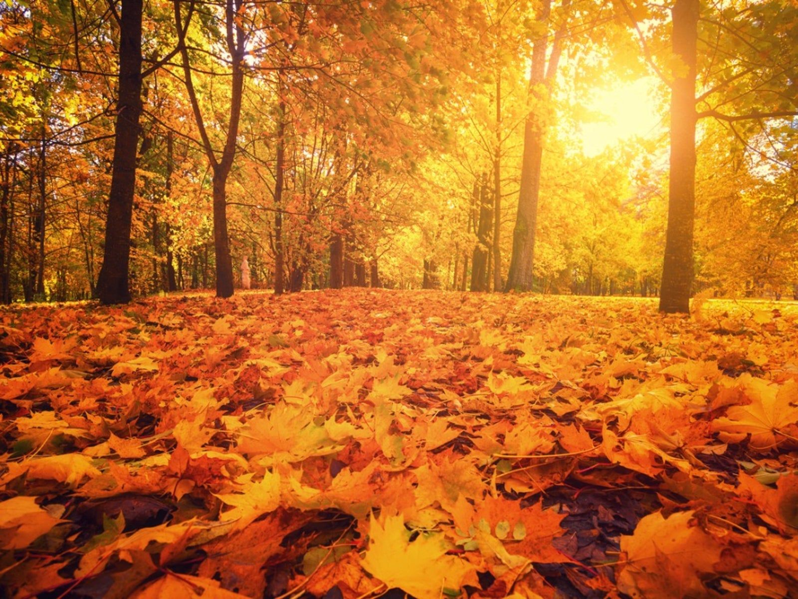 1600x1200 Trees With Orange Fall Foliage: What Trees Have Orange Leaves In Fall. Gardening Know How