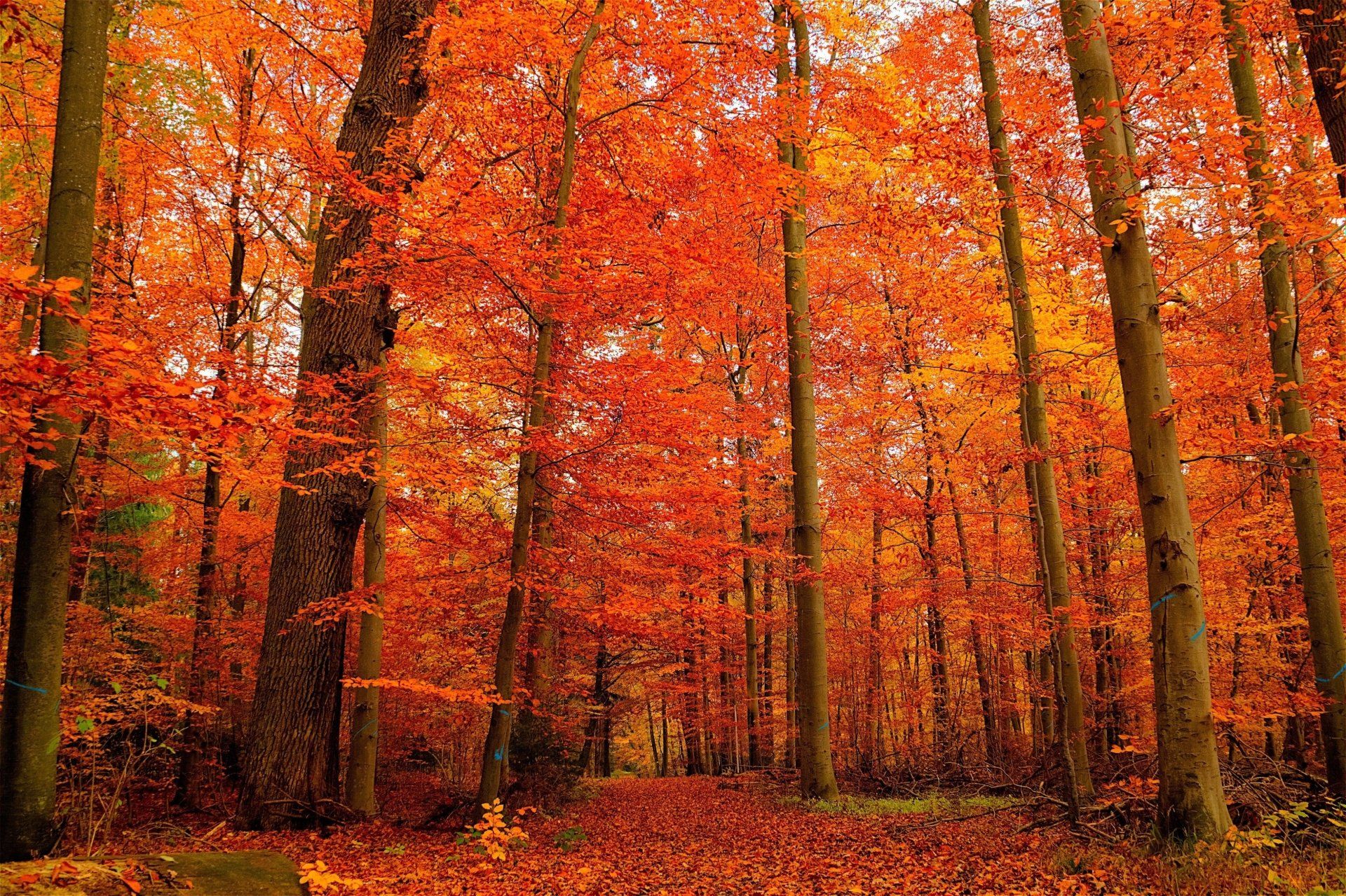 1920x1279 4K Ultra HD Orange Fall Forest: Vibrant Autumn Nature Wallpaperx2602