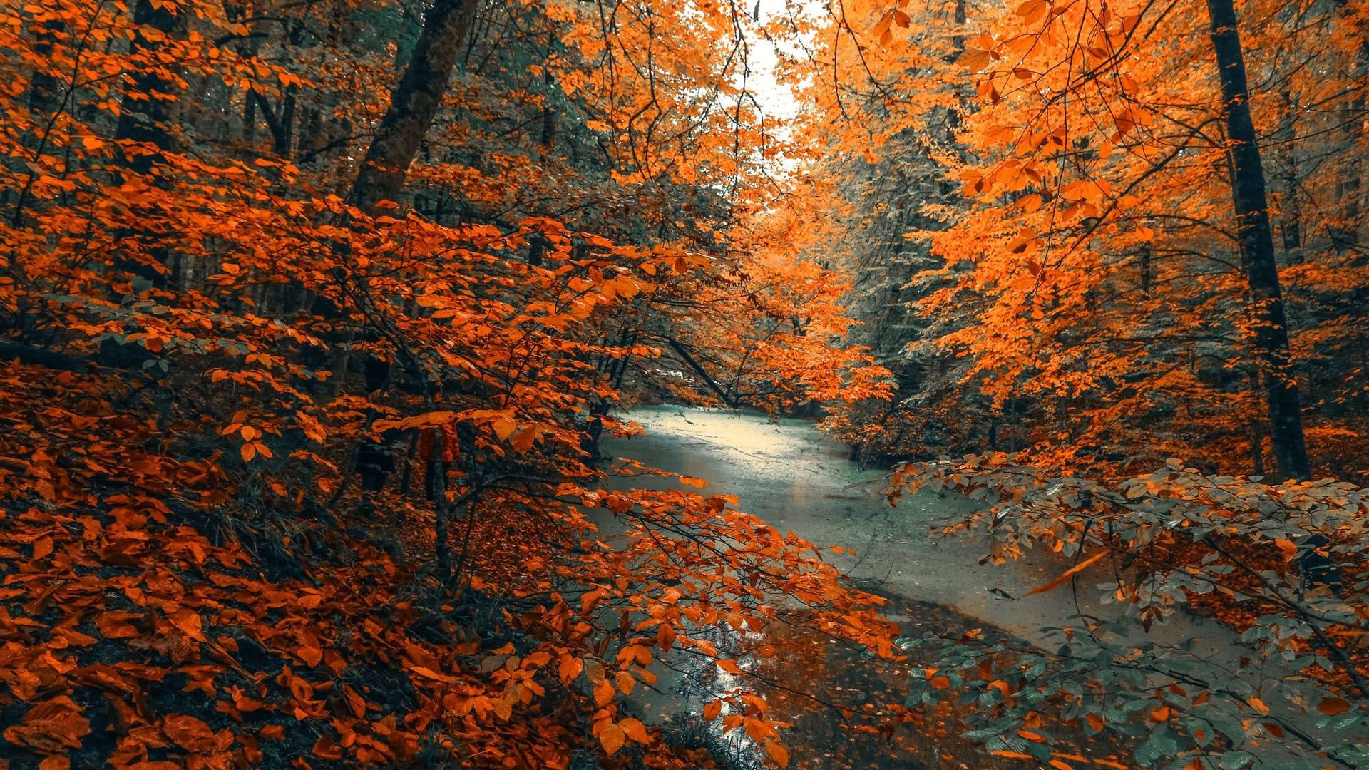 1920x1080 River Between Orange Autumn Fall Trees HD Fall Wallpaper