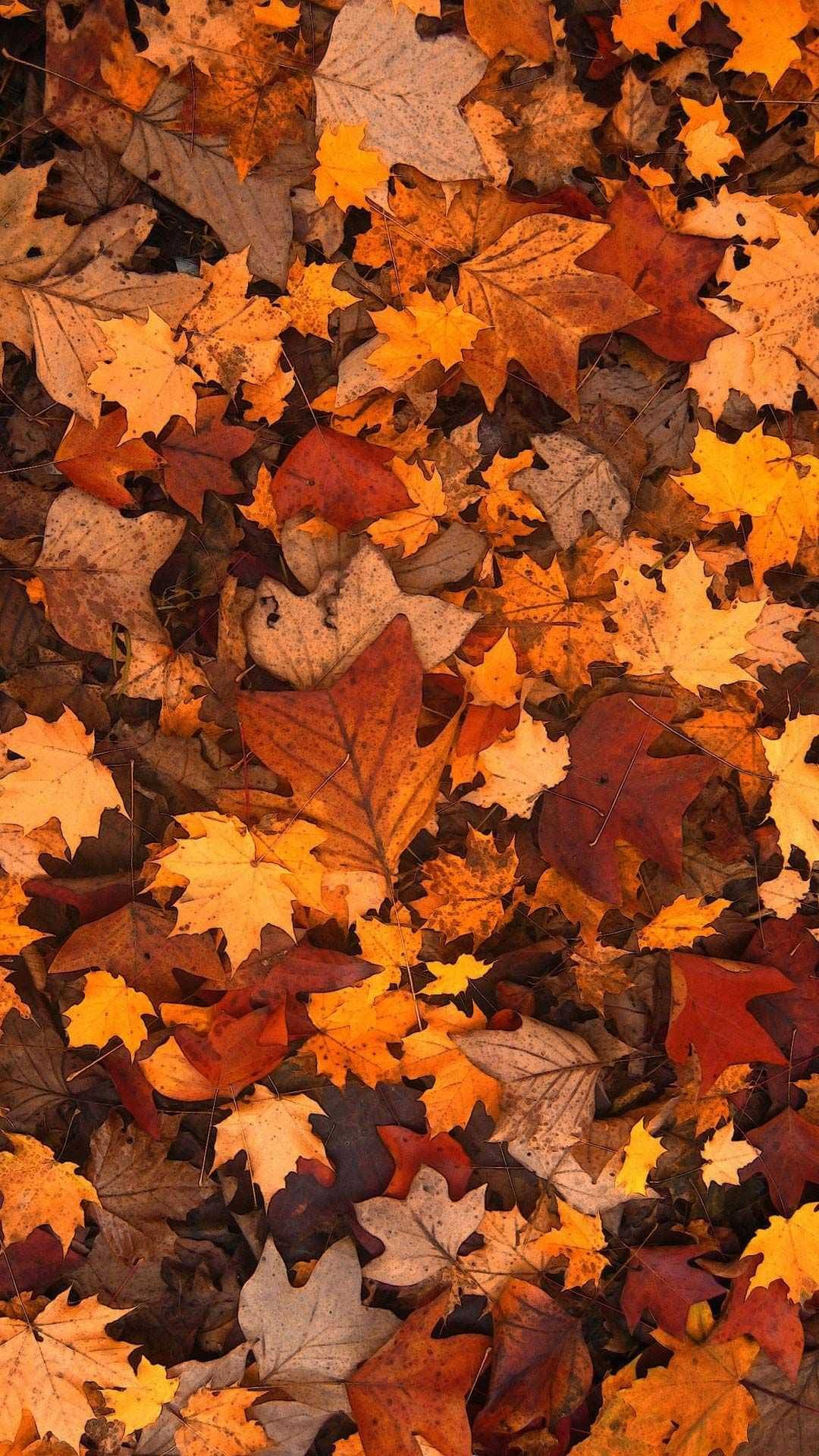 1080x1920 Orange Fall Wallpaper