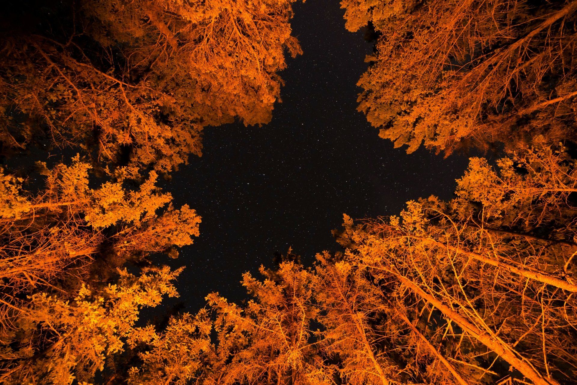 1920x1282 Starlit Orange Canopy
