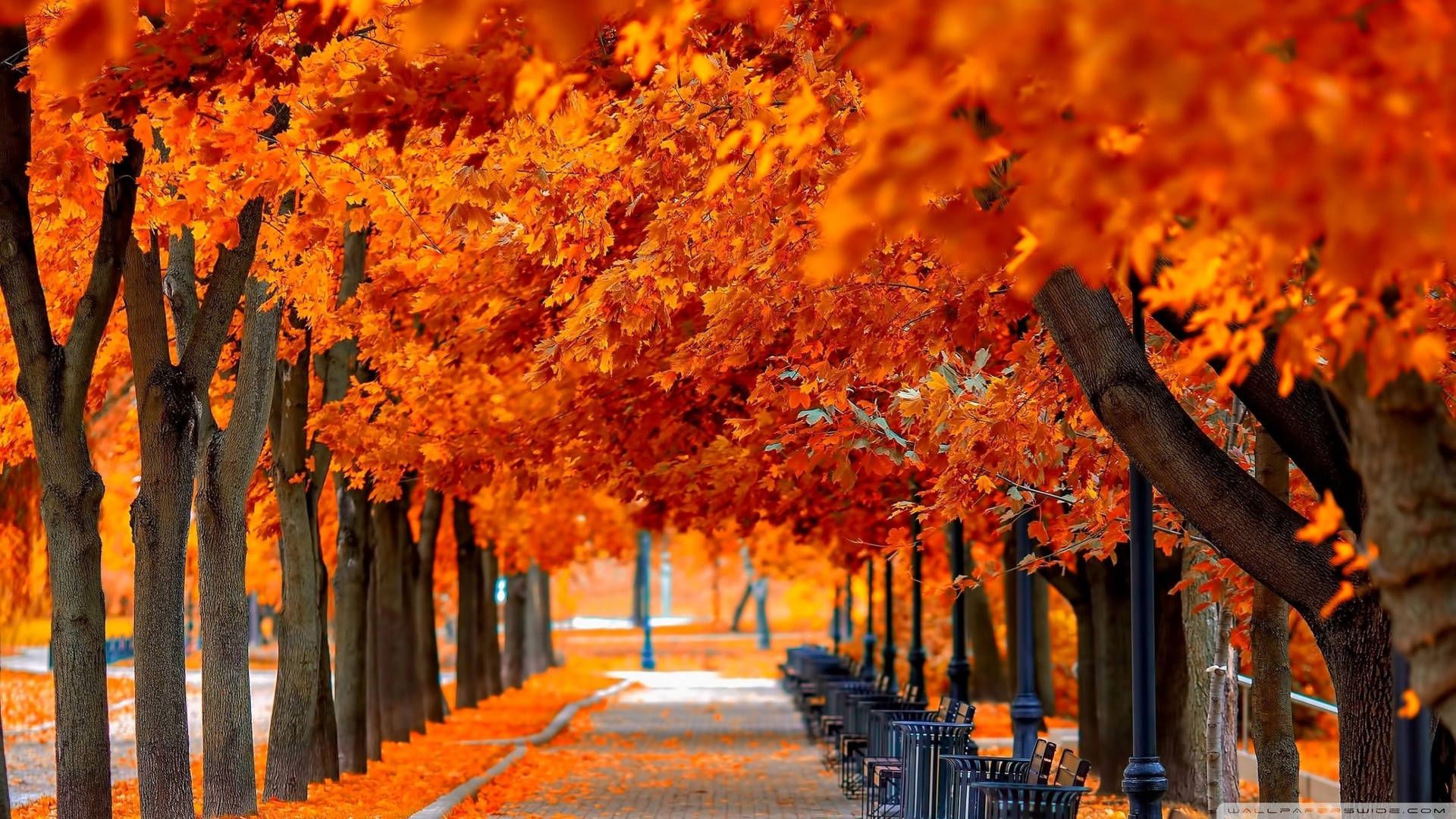 1920x1080 Orange Fall Wallpaper