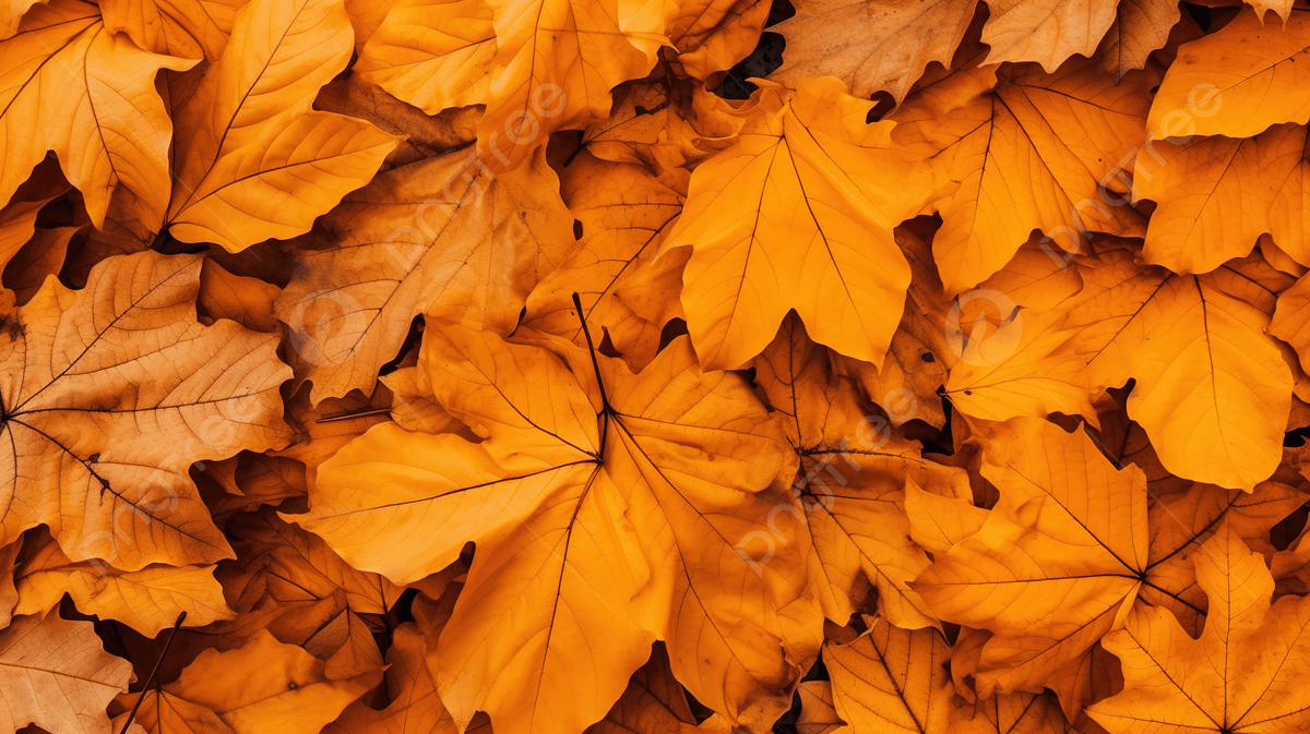 1200x673 Aesthetic Autumn Orange Leaves Texture As A Captivating Autumn Background, Autumn Wallpaper, Maple Tree, Fall Background Background Image And Wallpaper for Free Download