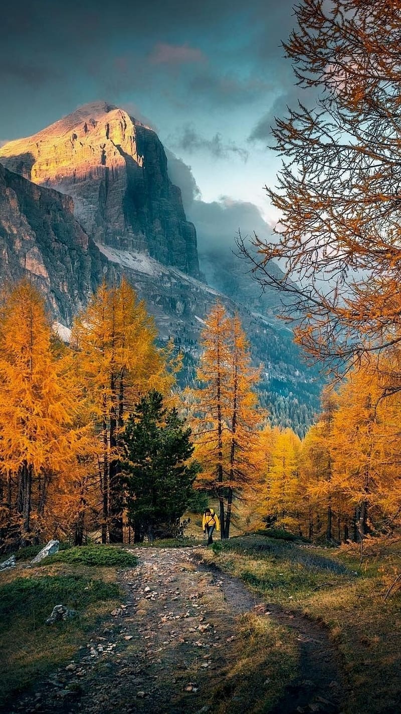 800x1422 Orange Trees With Mountain Background, Nature, Mountains, Autumn Season, 8 K, HD Phone Wallpaper