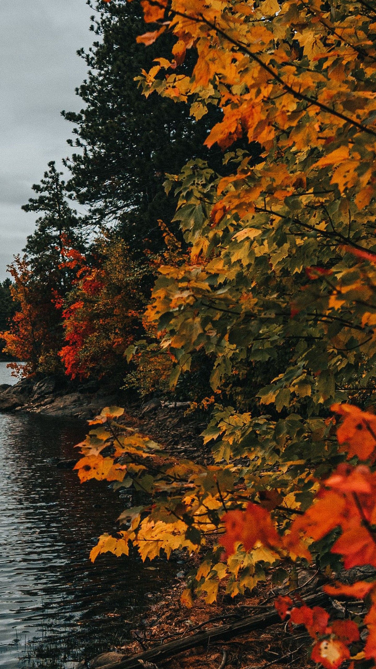 1440x2560 Orange Yellow Green Autumn Fall Trees River Under White Sky 4K HD Fall Wallpaper