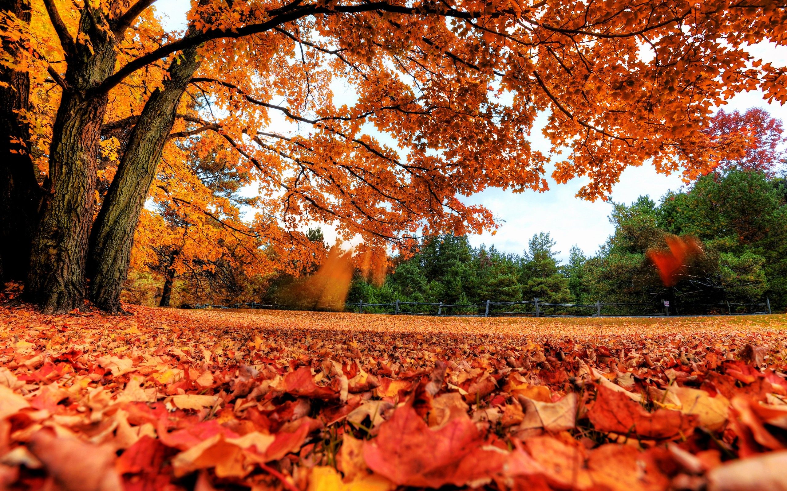 2560x1600 landscapes, Nature, Trees, Autumn, season, Red, Forest, Orange, Canada, Parks, Fallen, Leaves, Autumn Wallpaper HD / Desktop and Mobile Background