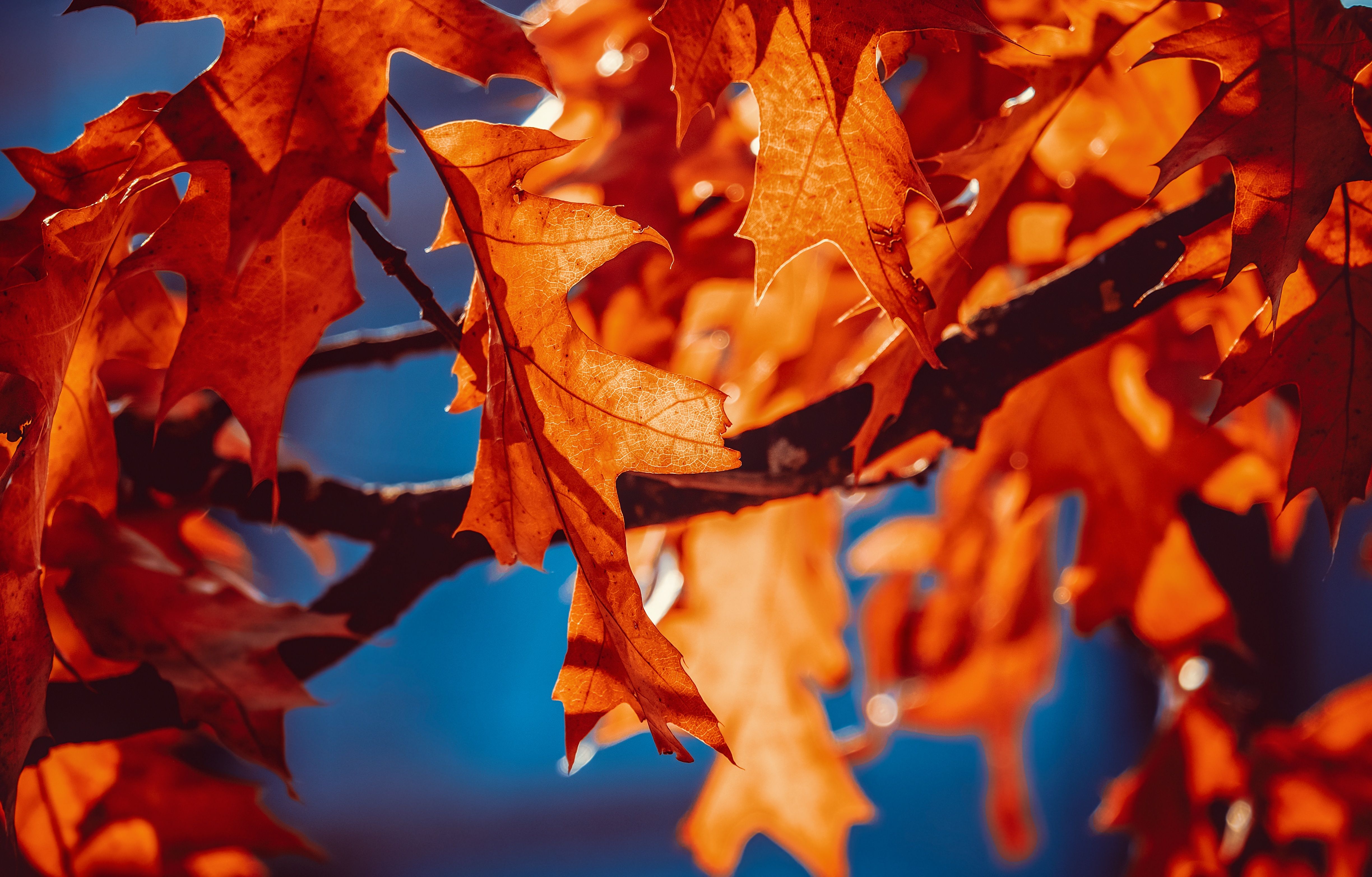 4896x3128 Autumn leaves Wallpaper 4K, Orange Leaf, Sunlight, Closeup